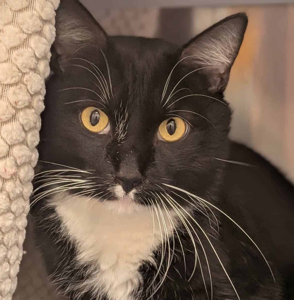 Michael - Domestic Short Hair available for adoption