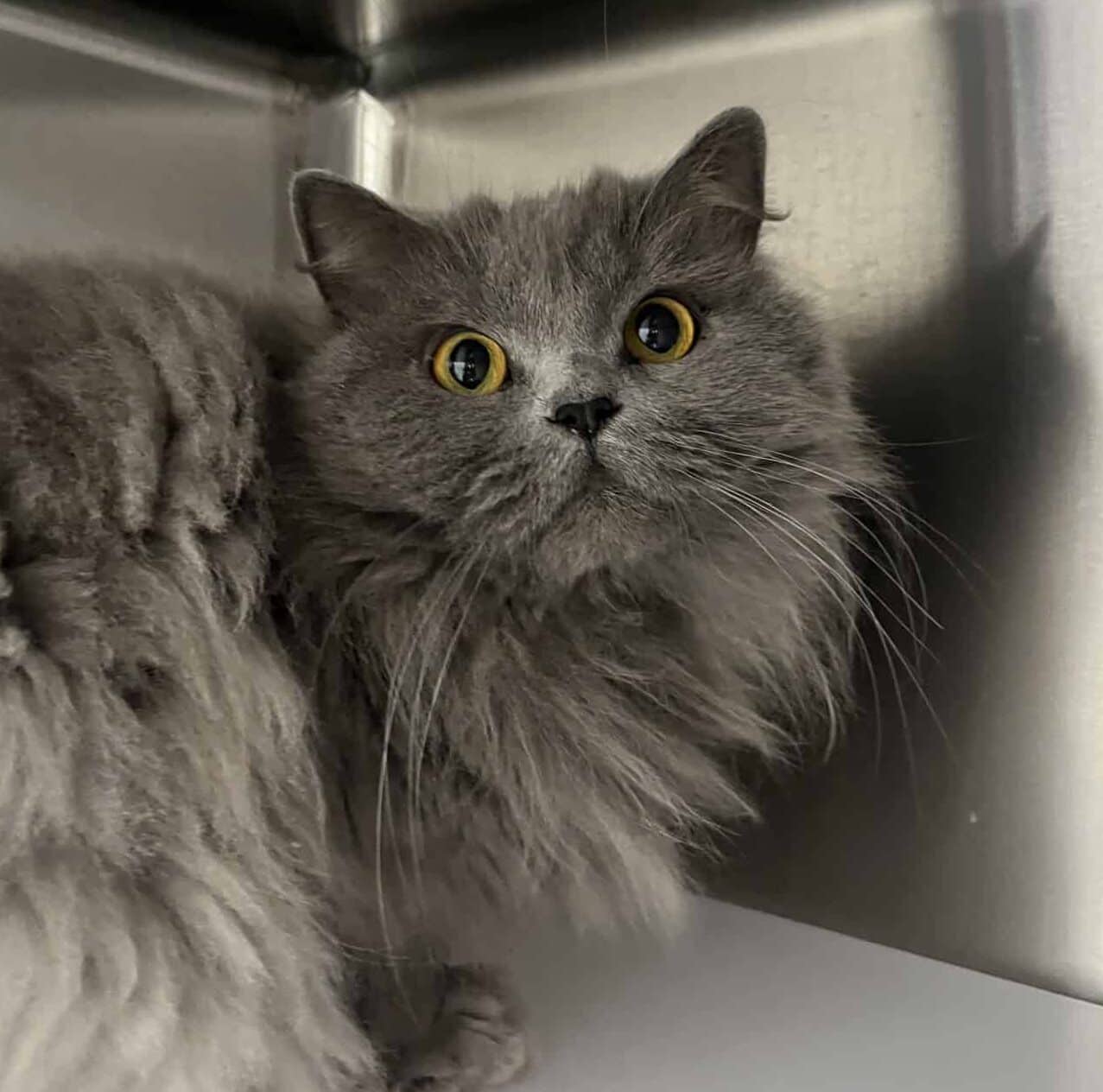 Nuage - Domestic Short Hair available for adoption