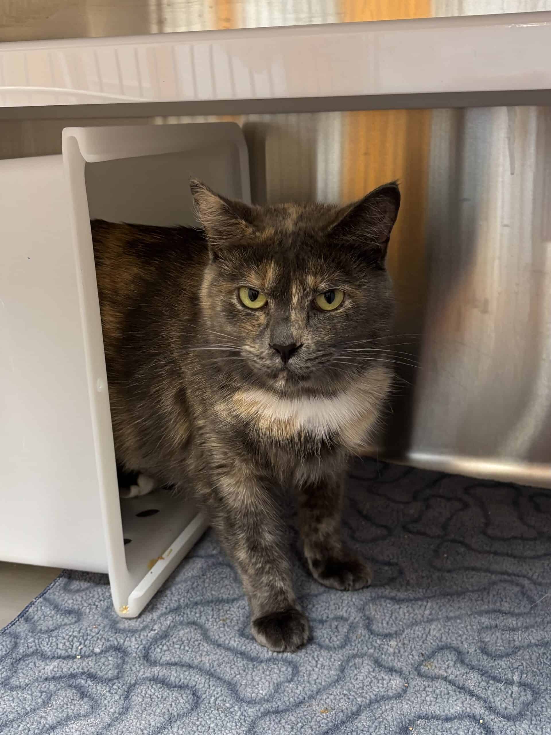 Poivre - Domestic Short Hair cat available for adoption at Proanima in Boucherville