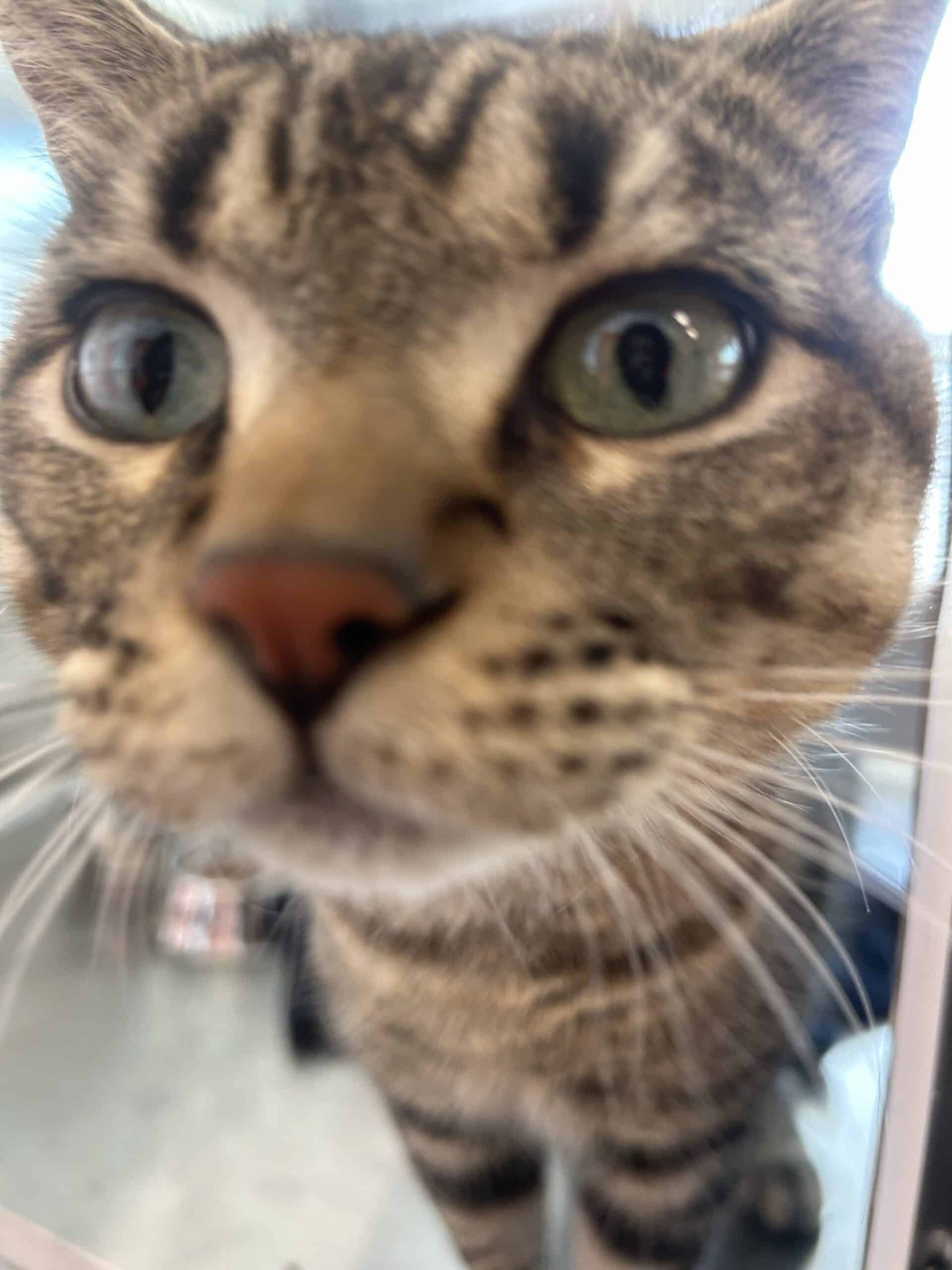 Sabot - Domestic Short Hair cat available for adoption at Proanima in Montreal