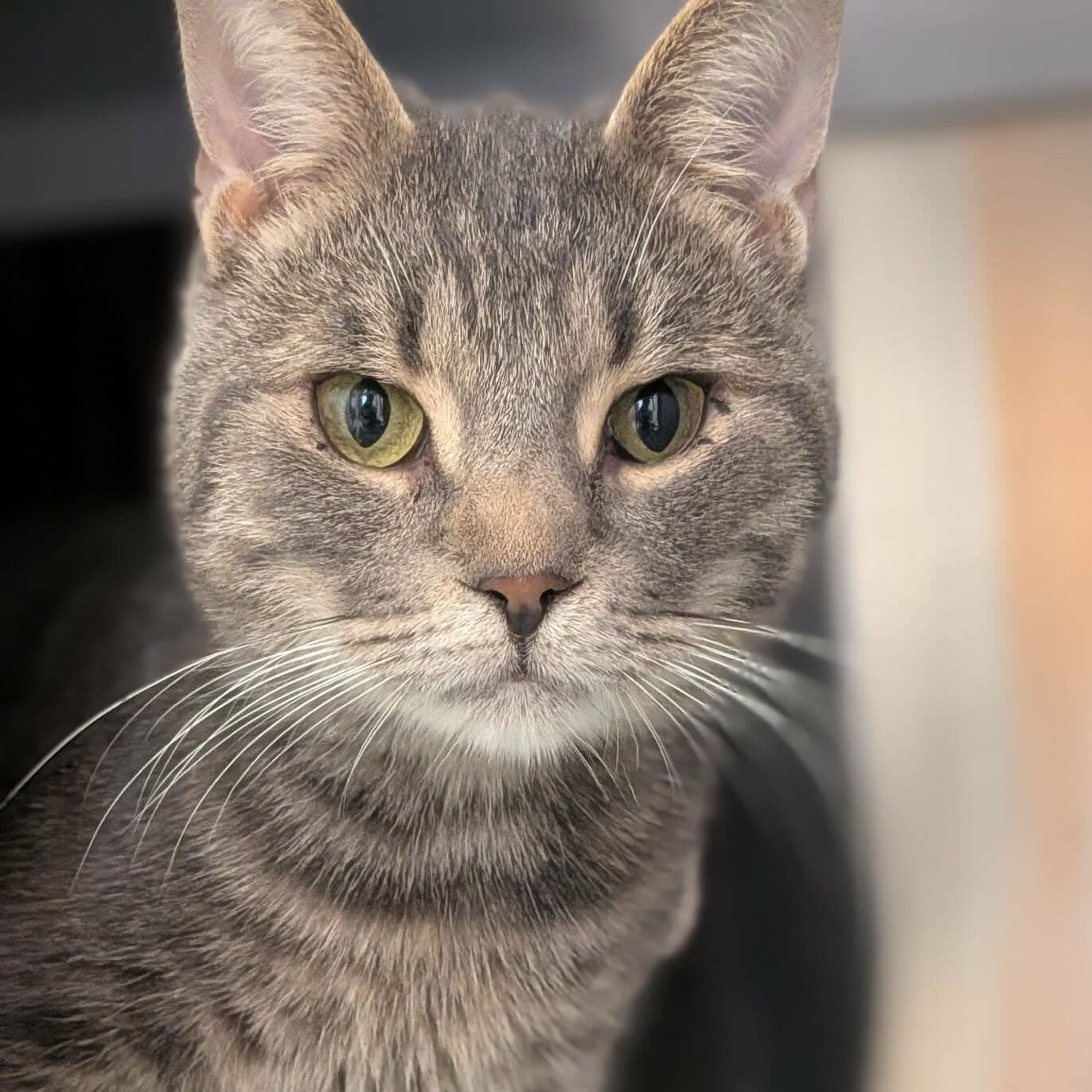 Soufre - Domestic Short Hair available for adoption