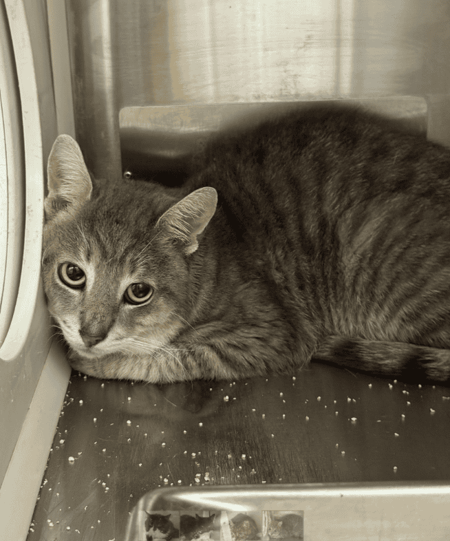 Timbit à l’ancienne - Domestic Short Hair cat available for adoption in Quebec