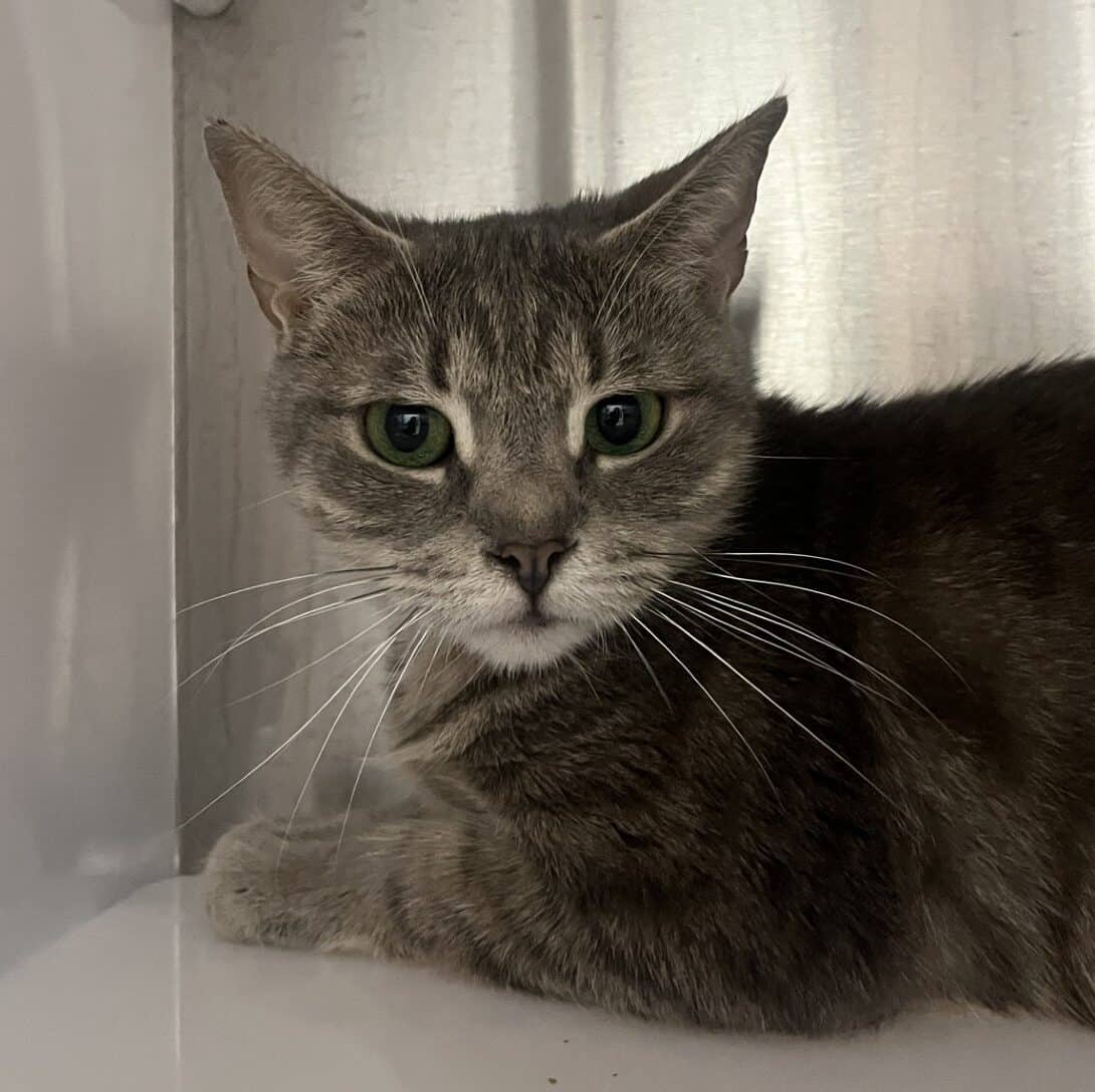Titane - Domestic Short Hair available for adoption