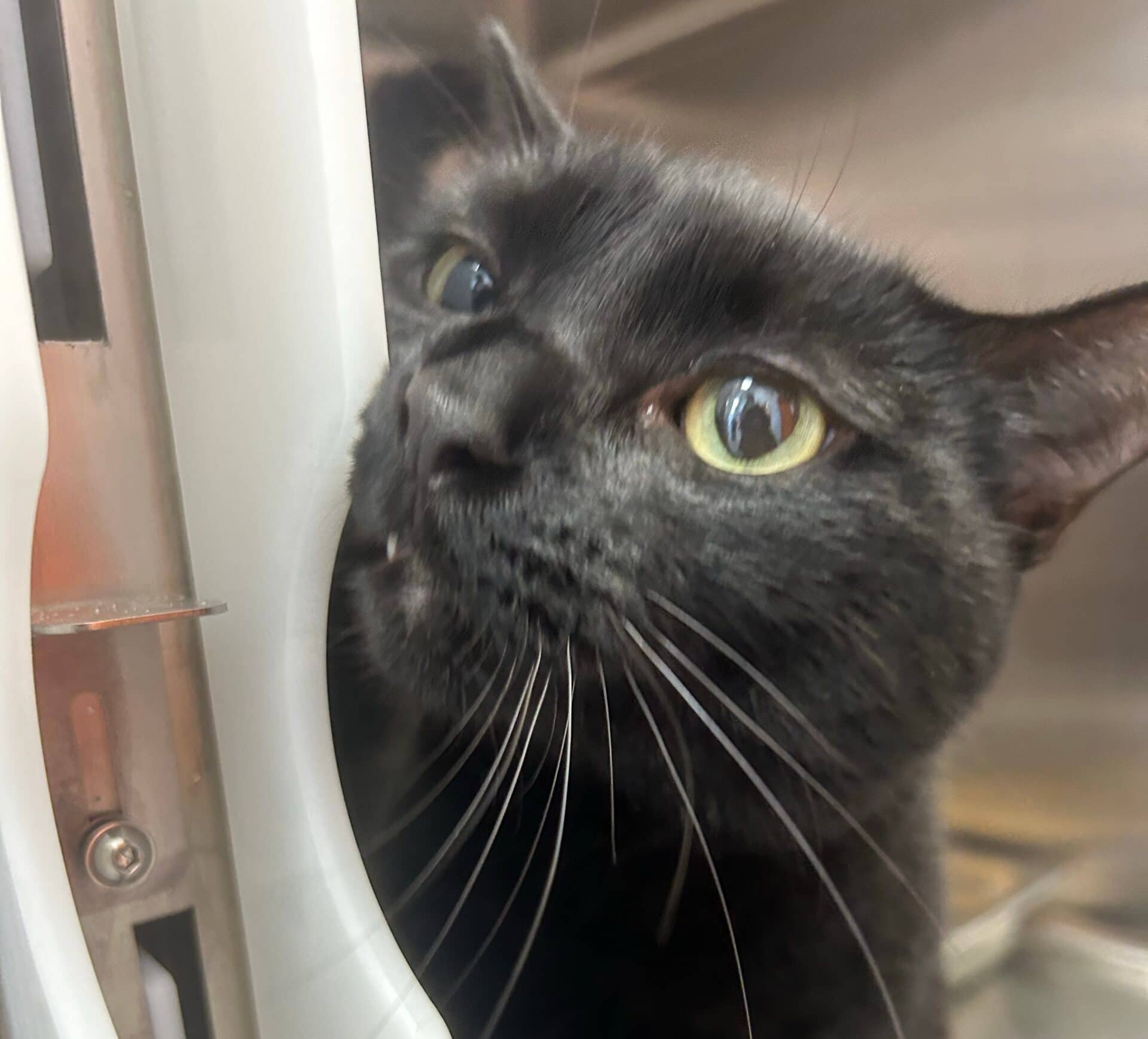 Tony - Domestic Short Hair cat available for adoption at Proanima in Montreal