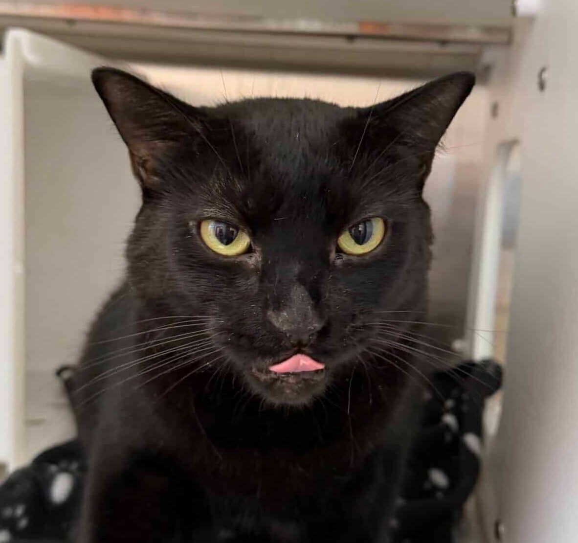 Vito - Domestic Short Hair cat available for adoption at Proanima in Montreal