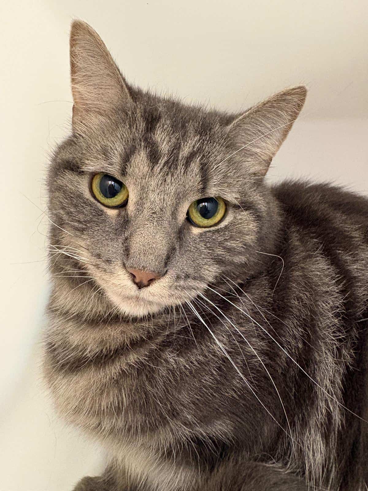 Tigris - Domestic Short Hair cat available for adoption at Proanima in Montreal