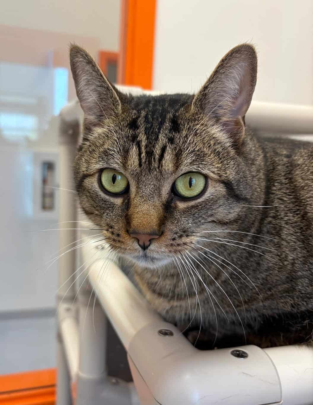 Chico - Domestic Short Hair cat available for adoption at Proanima in Montreal