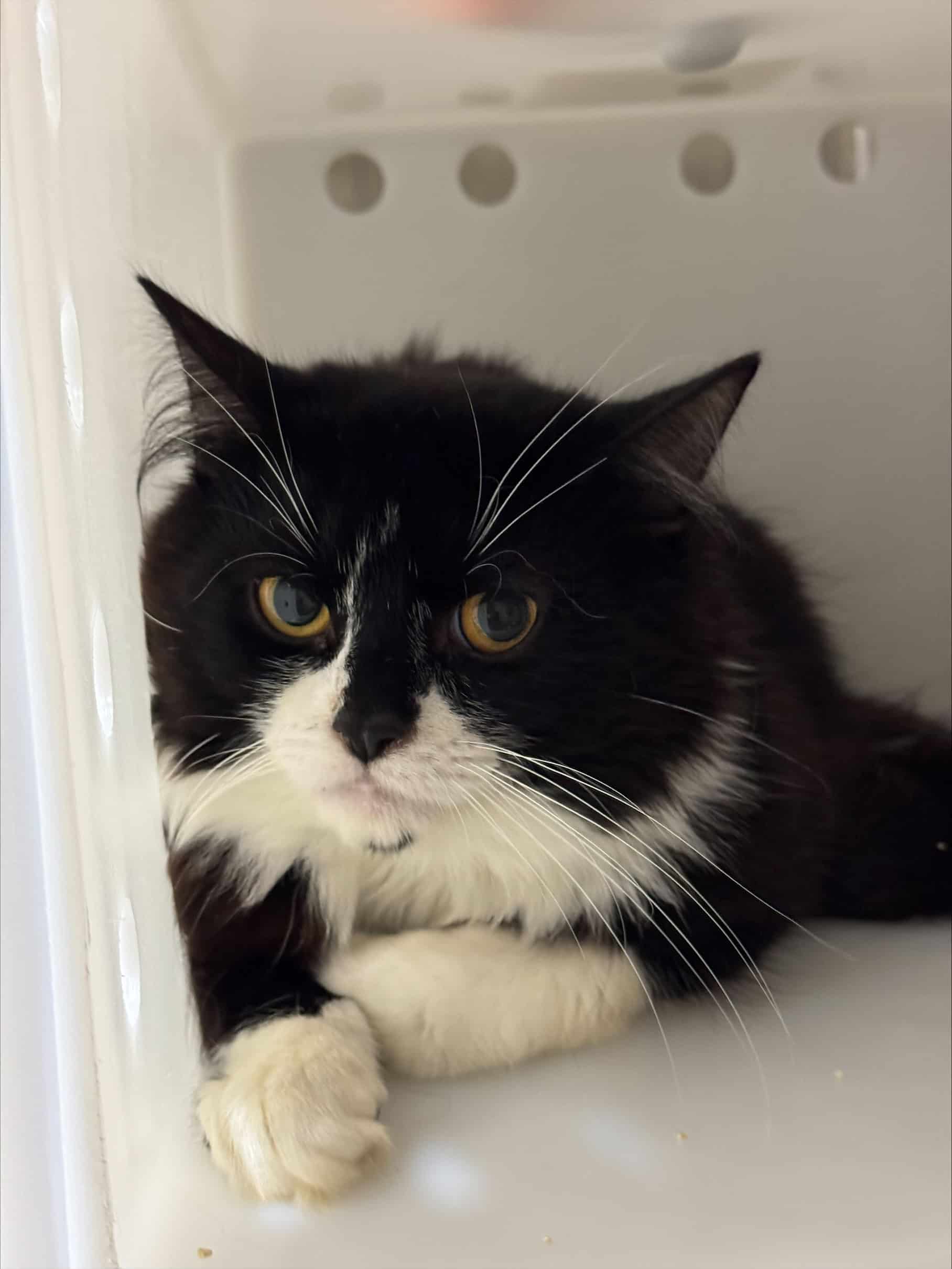 Noireau Junior - Domestic Short Hair cat available for adoption in Quebec
