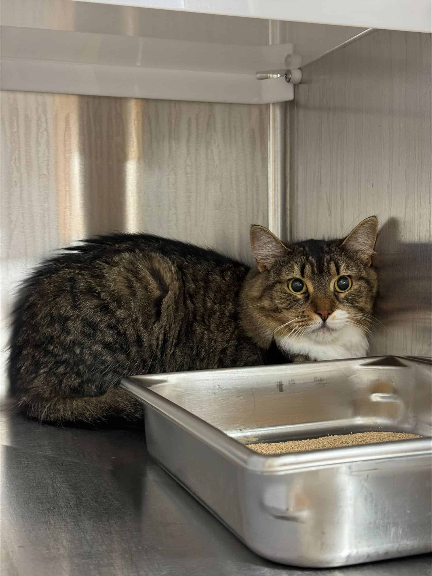 Leyla - Domestic Short Hair available for adoption