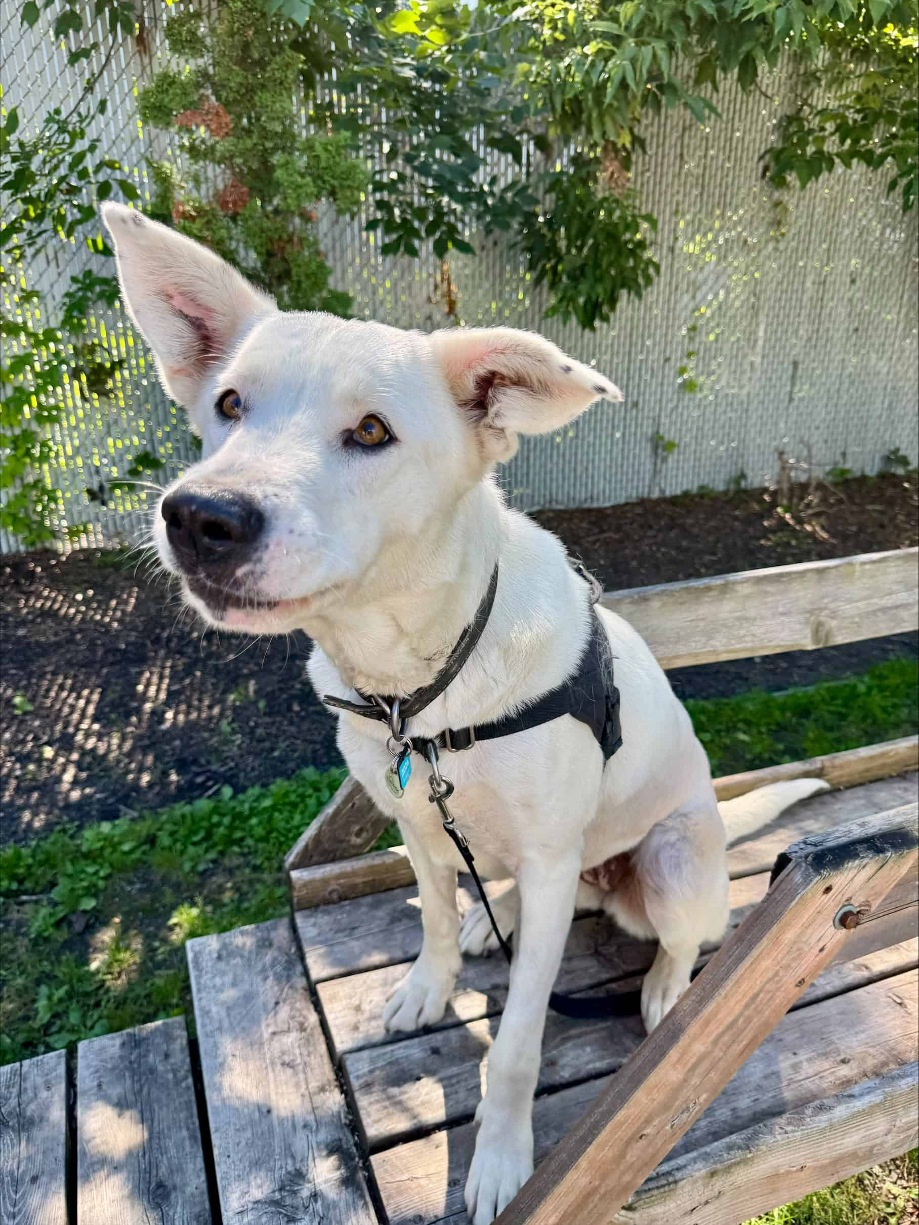 Princesse - Mixed Breed available for adoption in Quebec