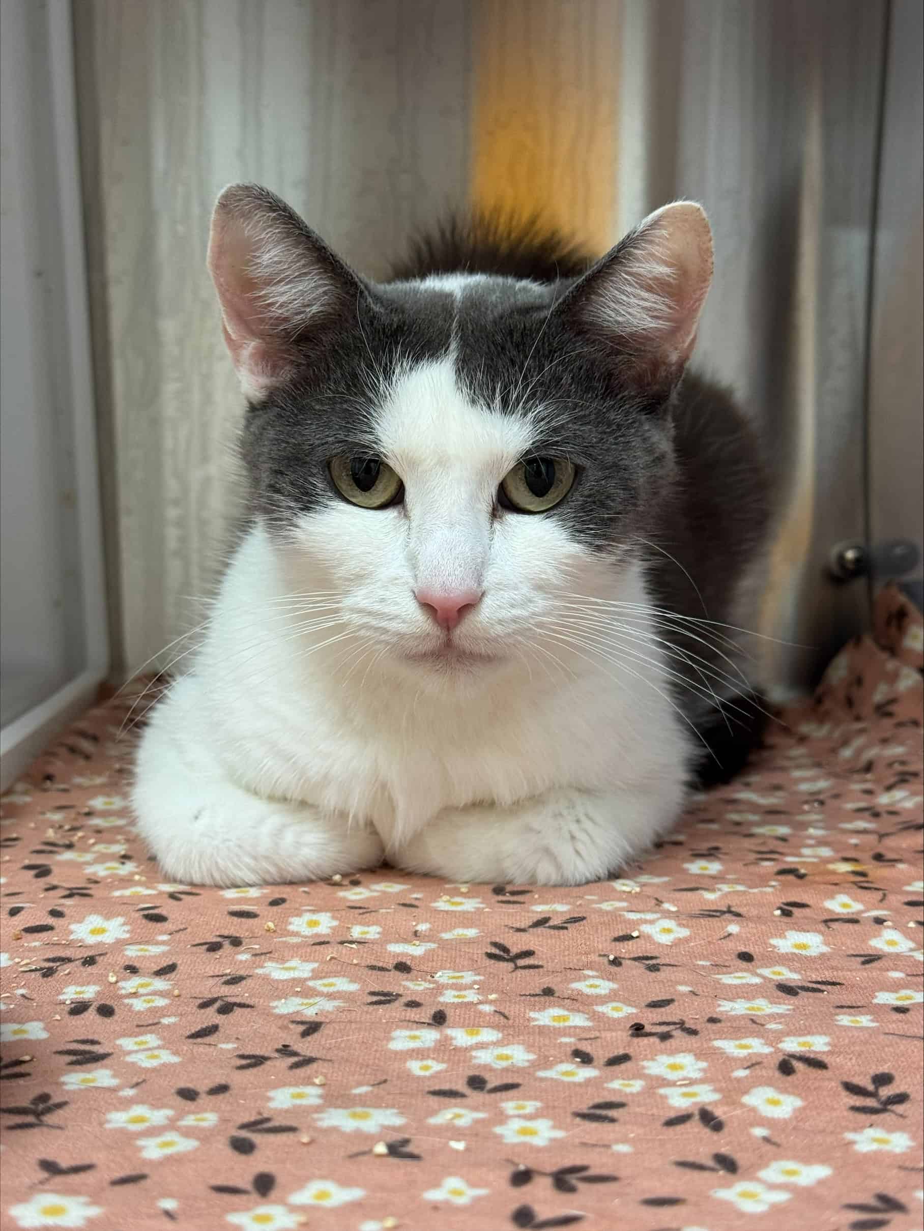 Beauté Divine - Domestic Short Hair cat available for adoption at Proanima in Boucherville