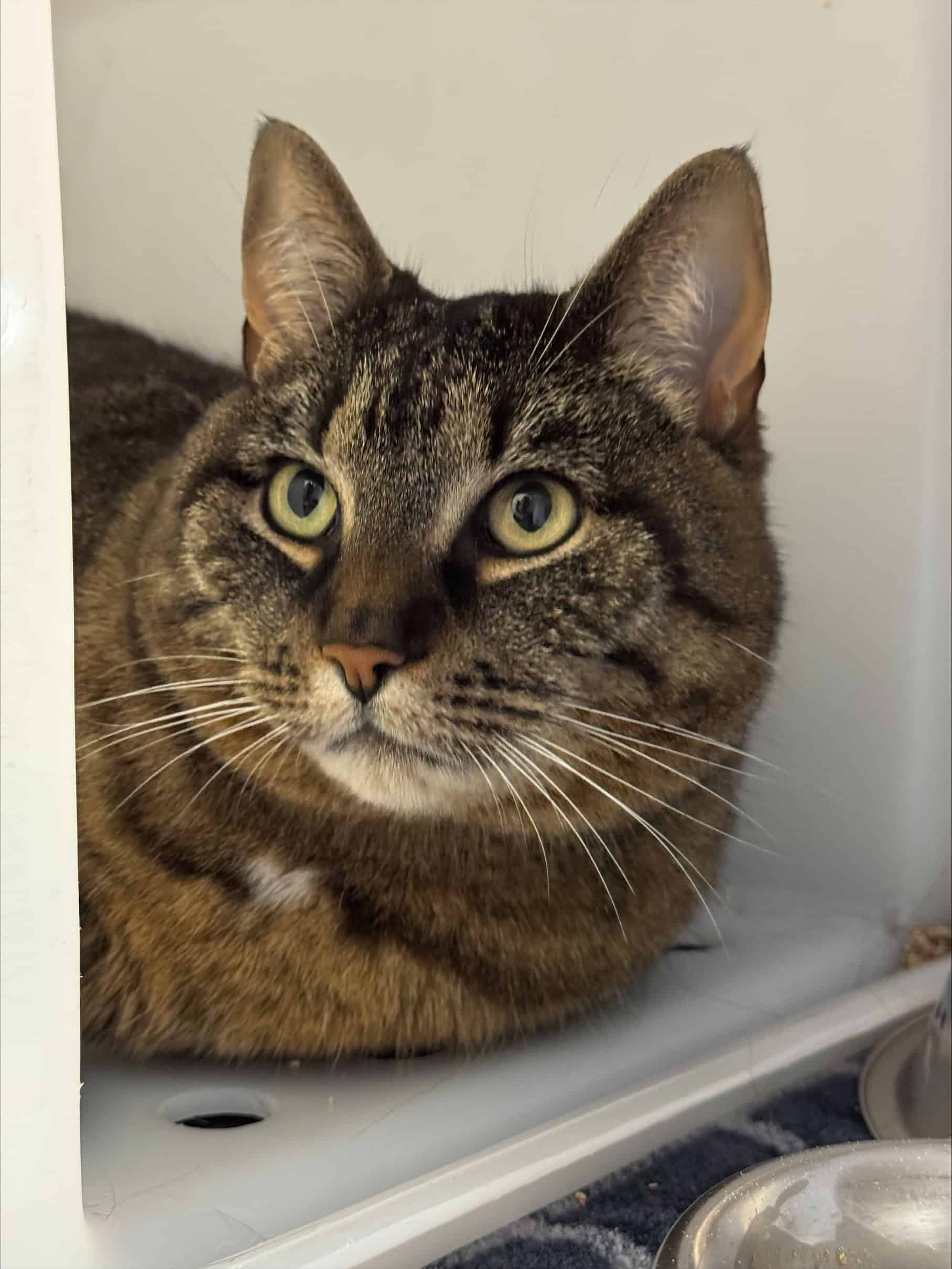 Fidji - Domestic Short Hair available for adoption