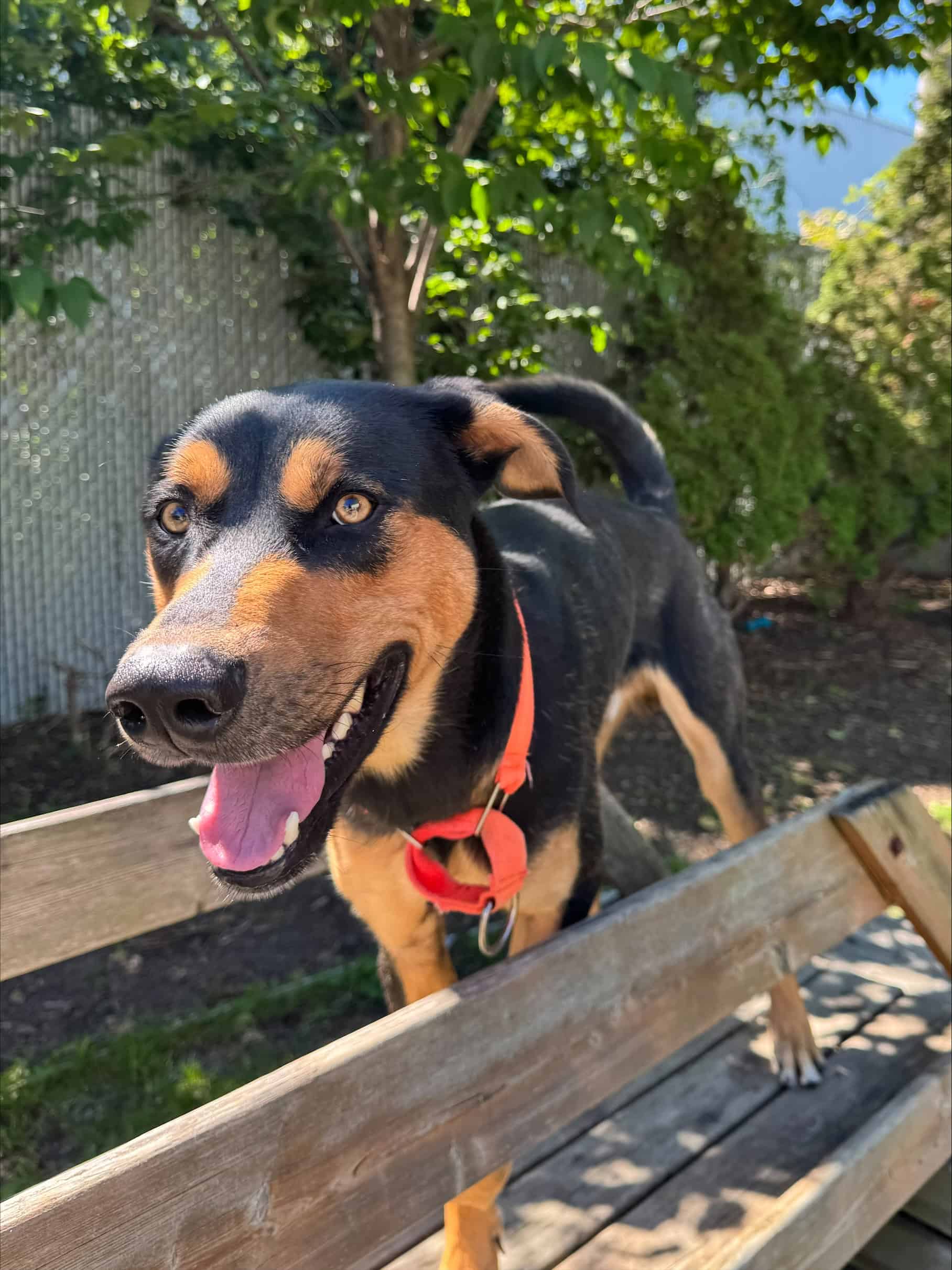 Bap - German Shepherd Mix available for adoption in Quebec