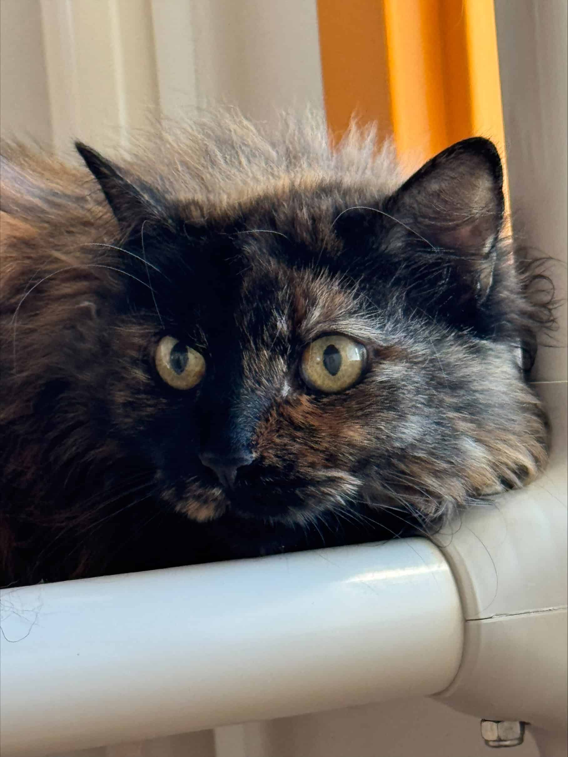 Cachou - Domestic Short Hair cat available for adoption at Proanima in Boucherville