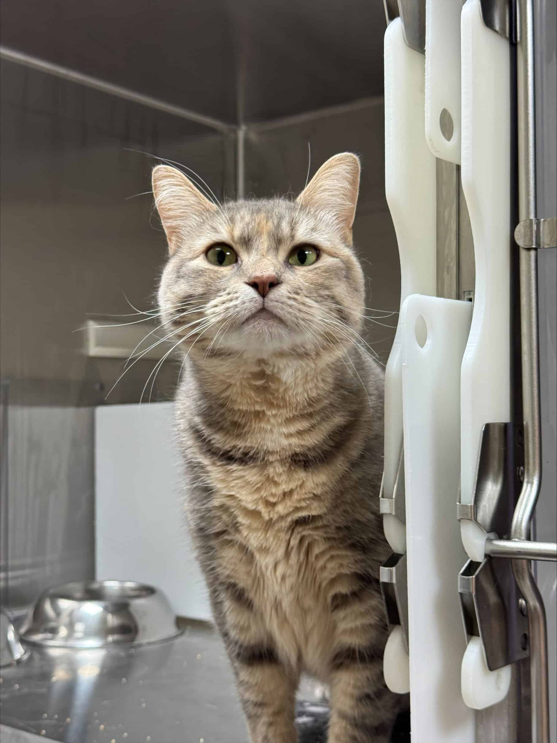 Lilo - Domestic Short Hair cat available for adoption at Proanima in Boucherville