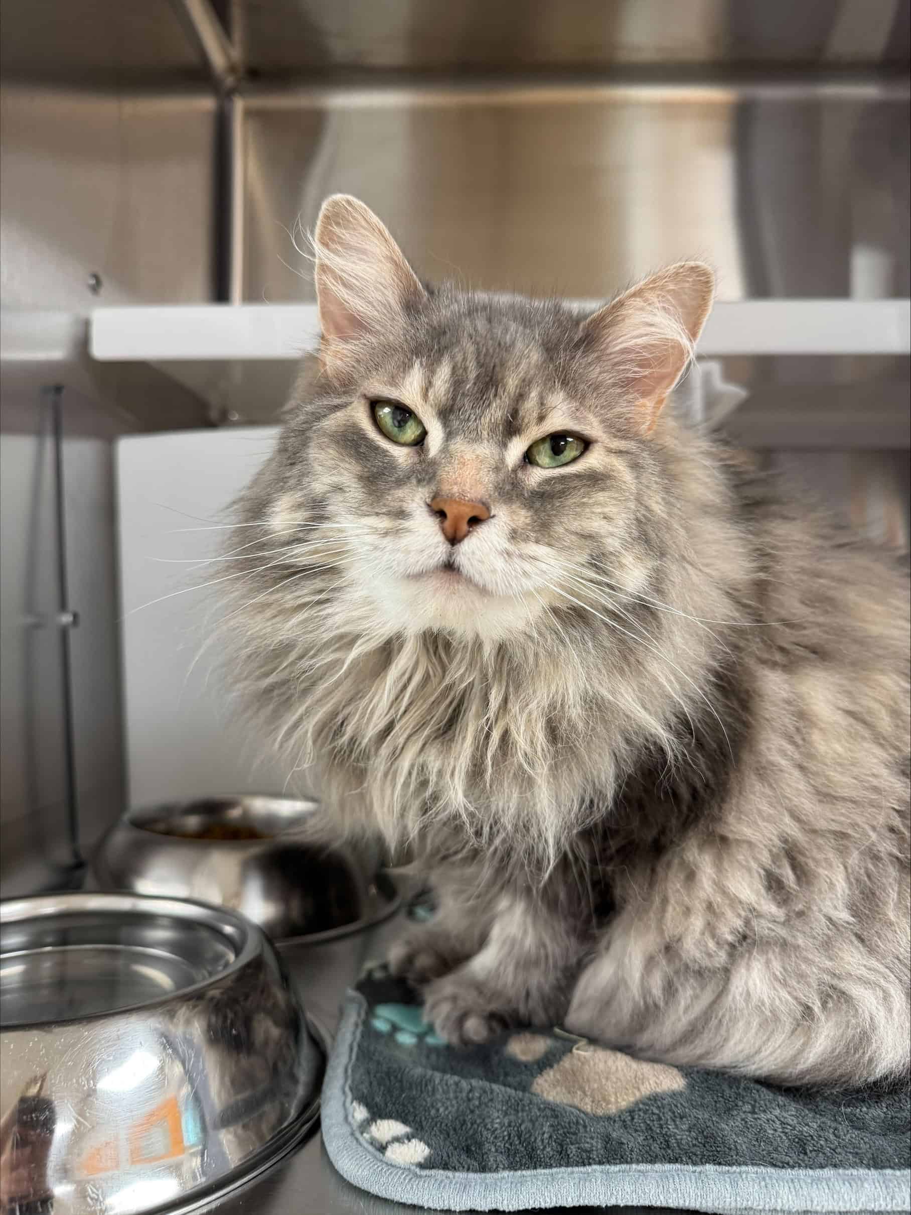 Charlotte - Domestic Short Hair available for adoption