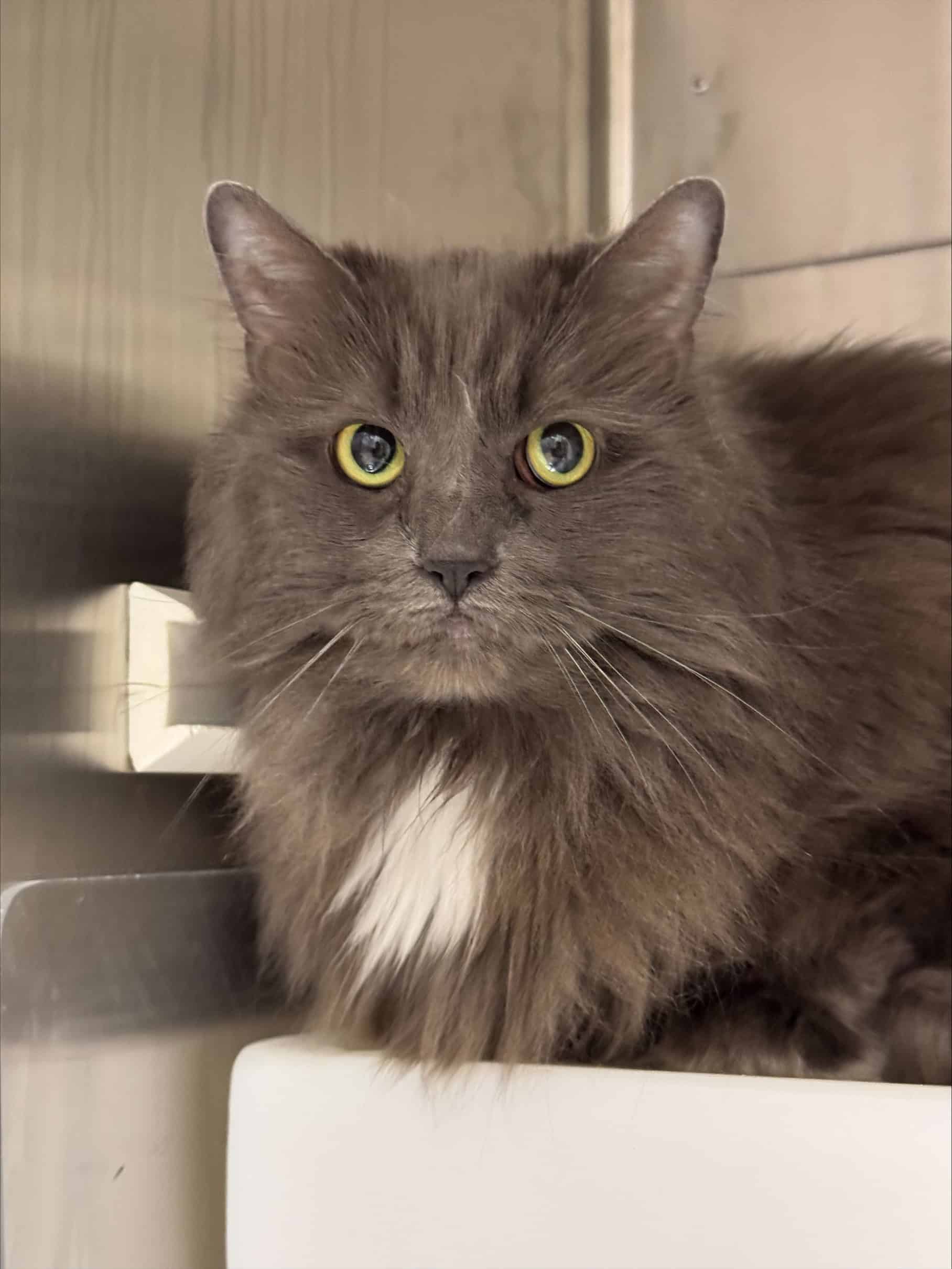 Annie Pirate - Domestic Short Hair available for adoption
