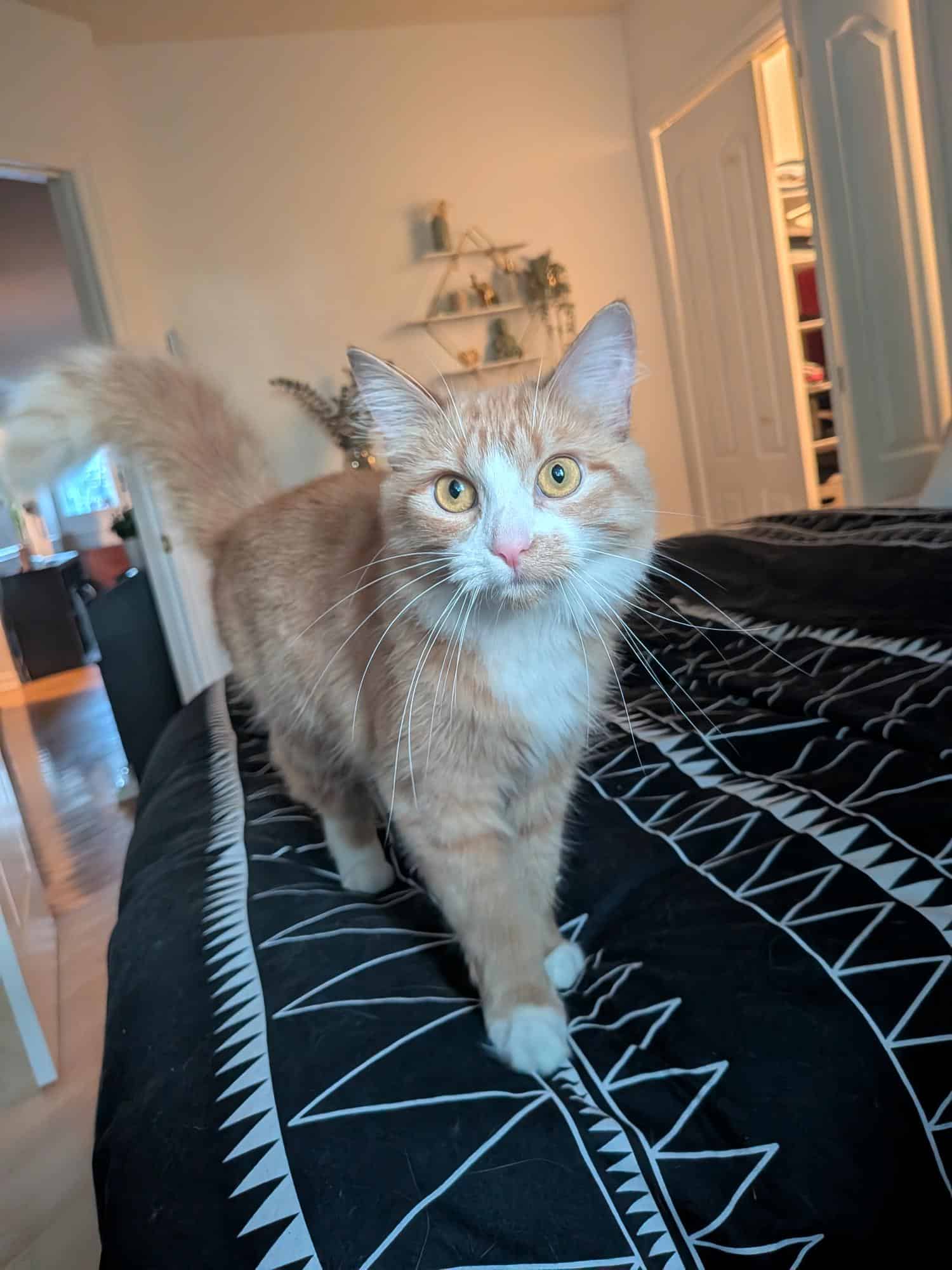 Sousou - Domestic Short Hair cat available for adoption in Quebec