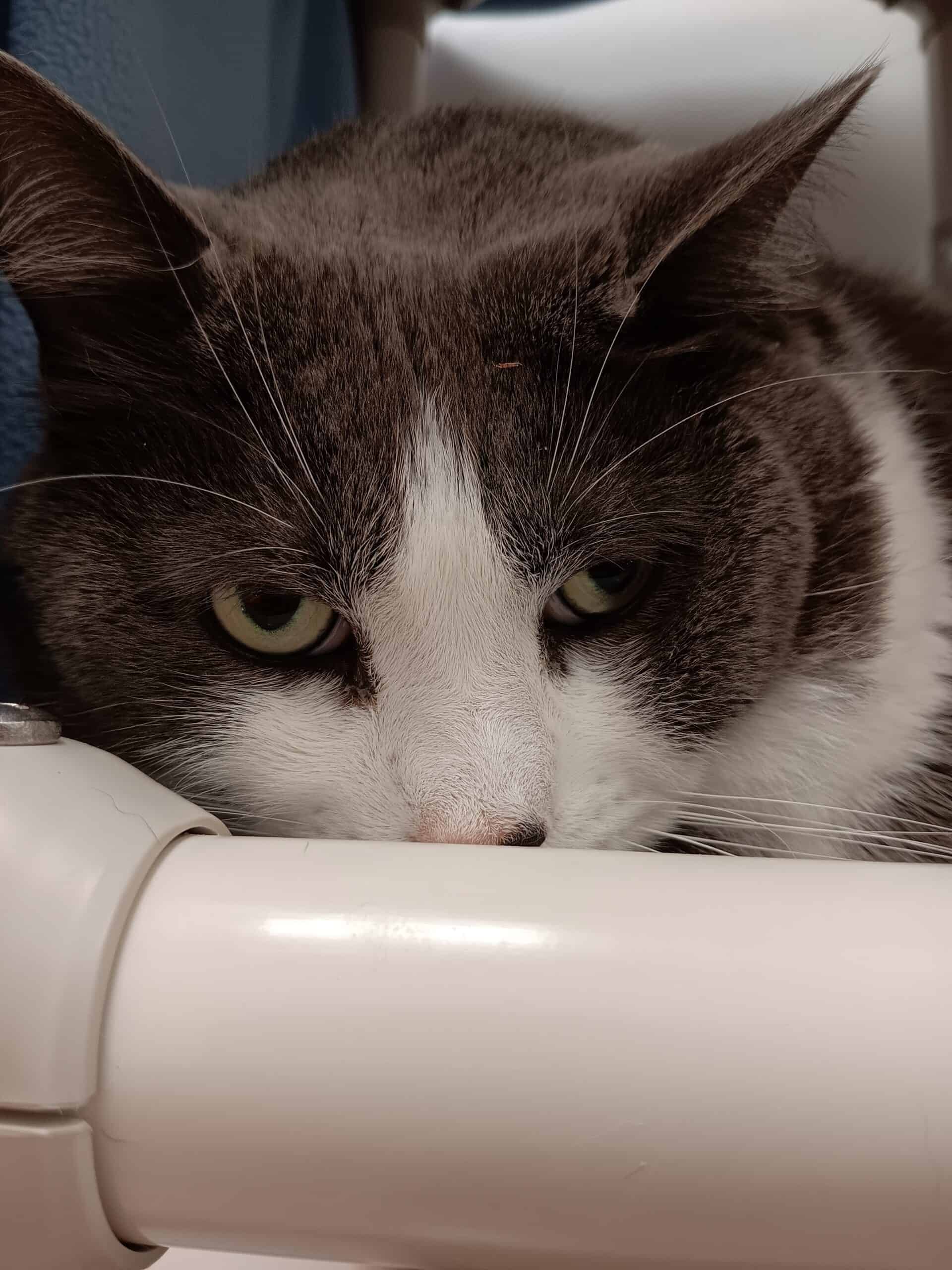 Stitch - Domestic Short Hair cat available for adoption at Proanima in Montreal