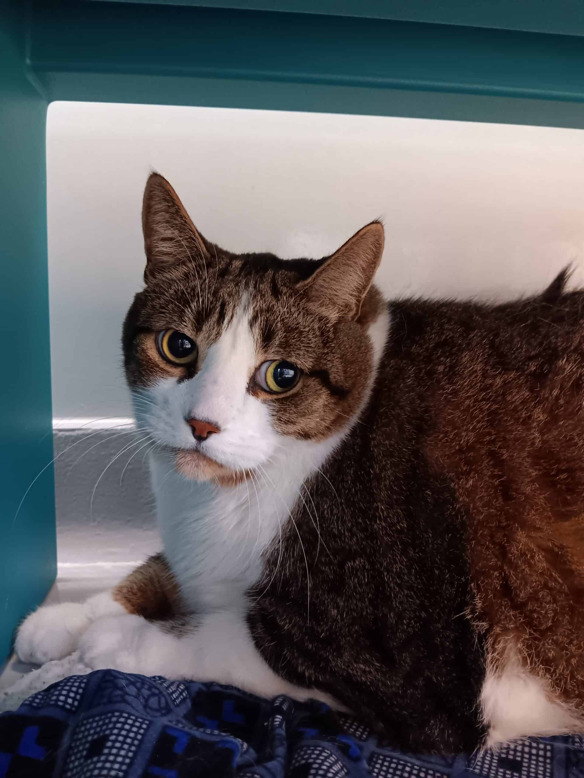 Cheetos - Domestic Short Hair cat available for adoption at Proanima in Montreal