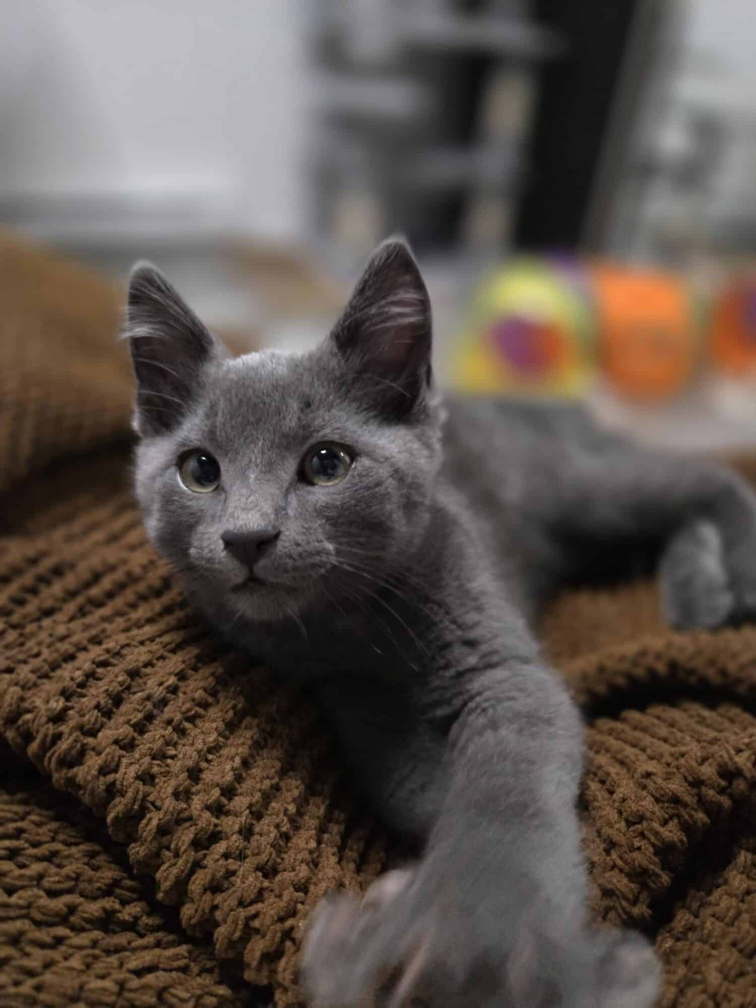 Rumble - Domestic Short Hair cat available for adoption at Proanima in Boucherville