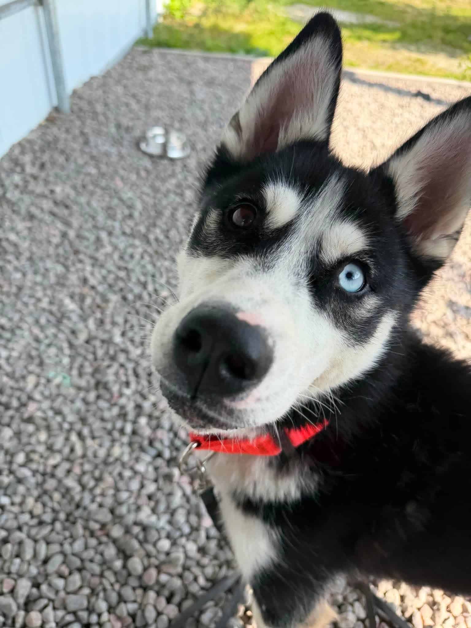 Kasatka - Husky available for adoption in Quebec