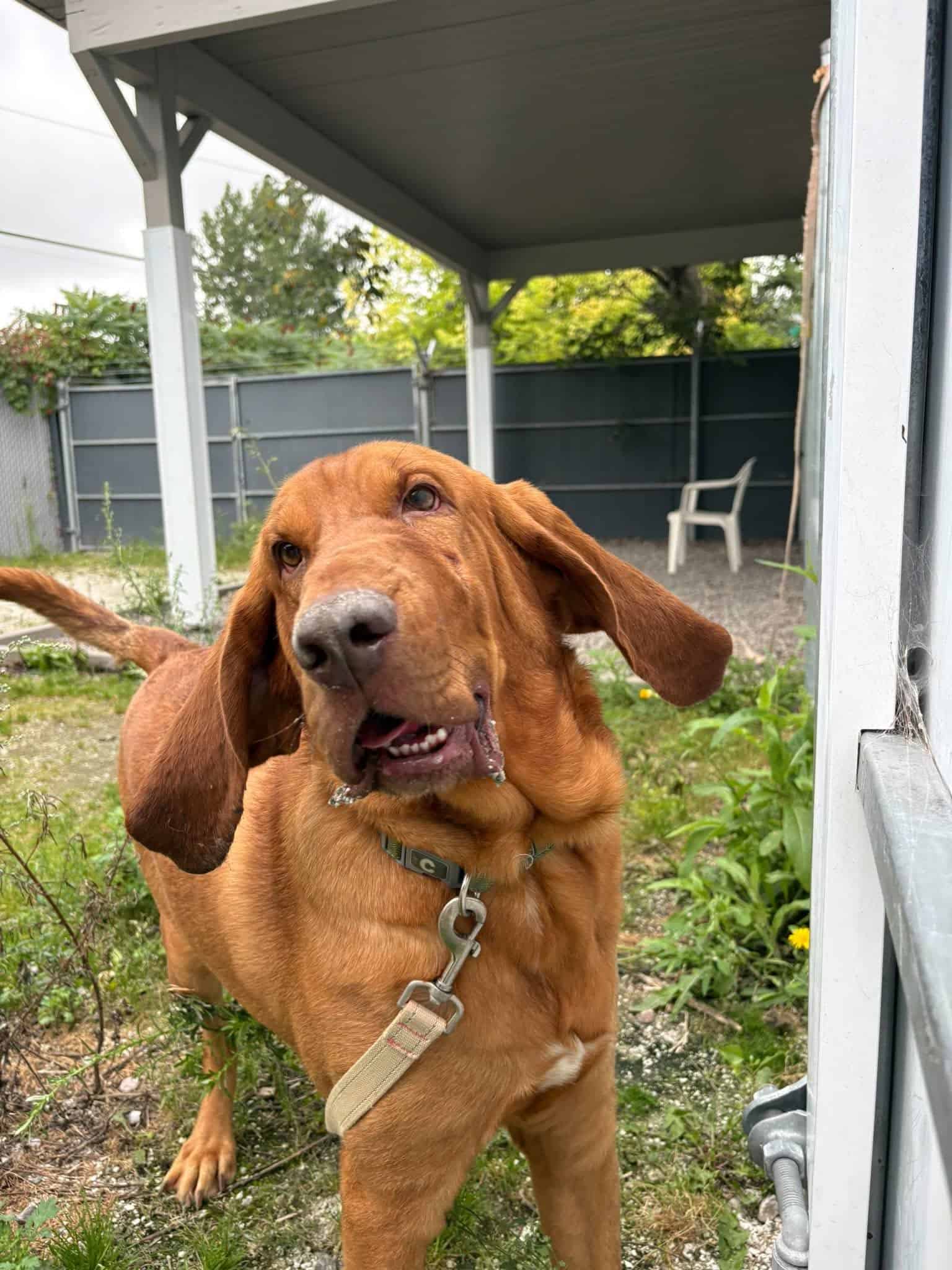Balou - Bloodhound Mix available for adoption in Quebec