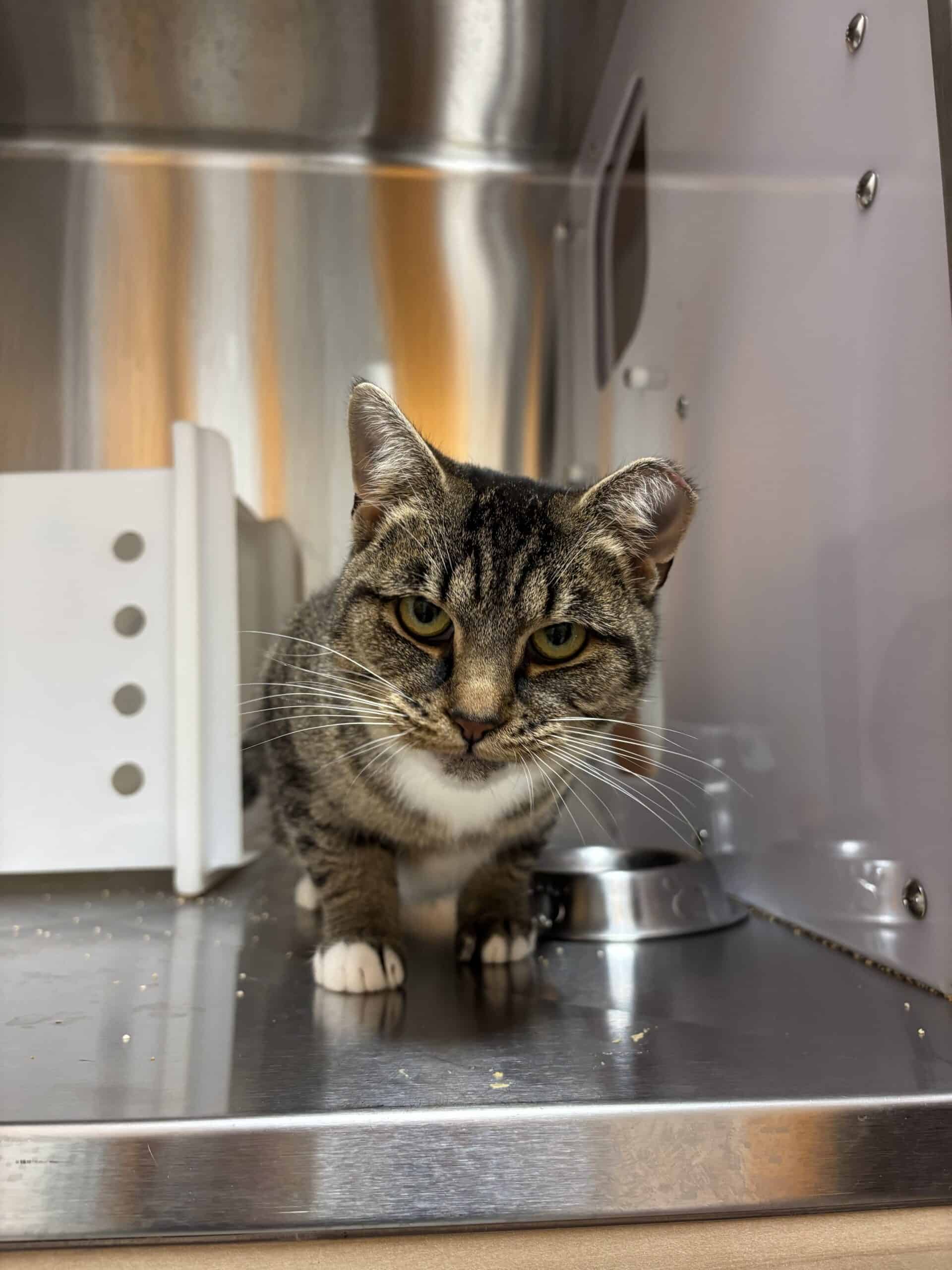 Abysse - Domestic Short Hair cat available for adoption at Proanima in Boucherville
