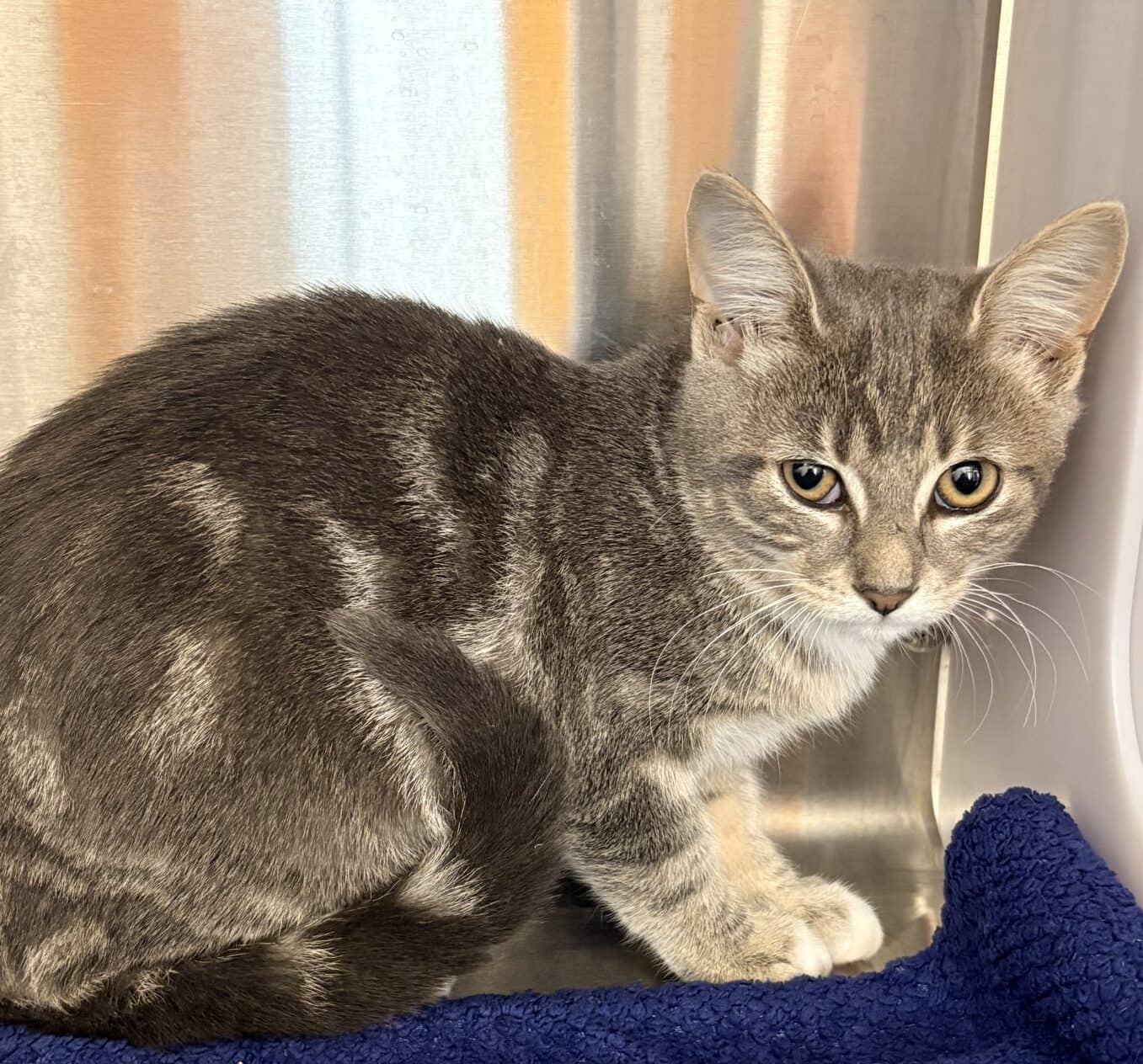Alpine - Tabby available for adoption