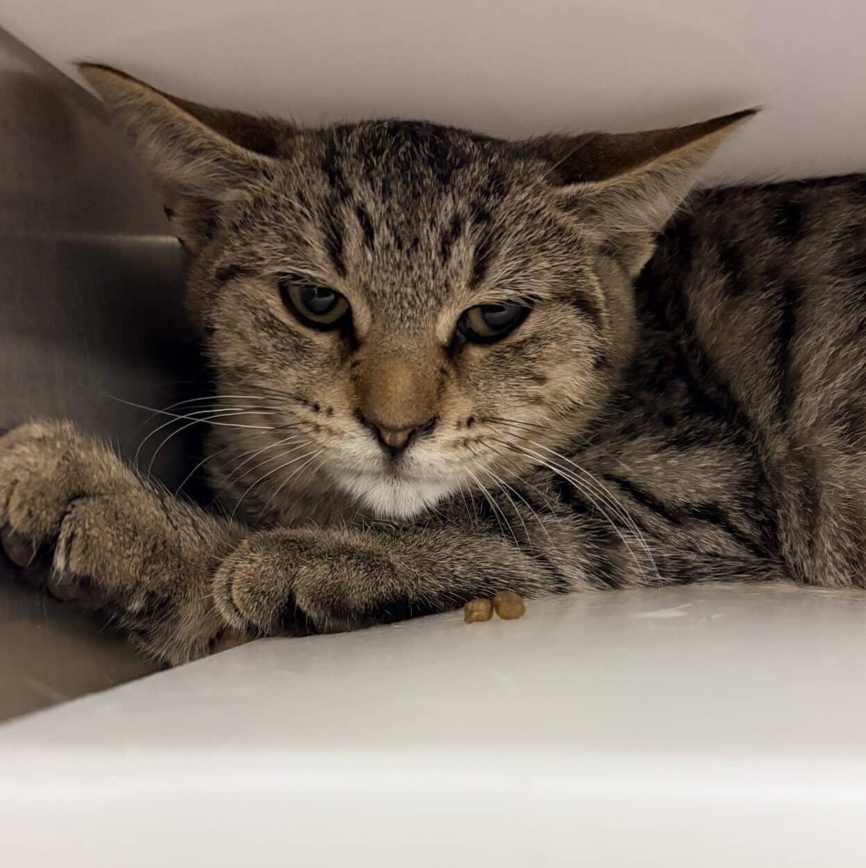 Aston - Domestic Short Hair cat available for adoption at Proanima in Boucherville