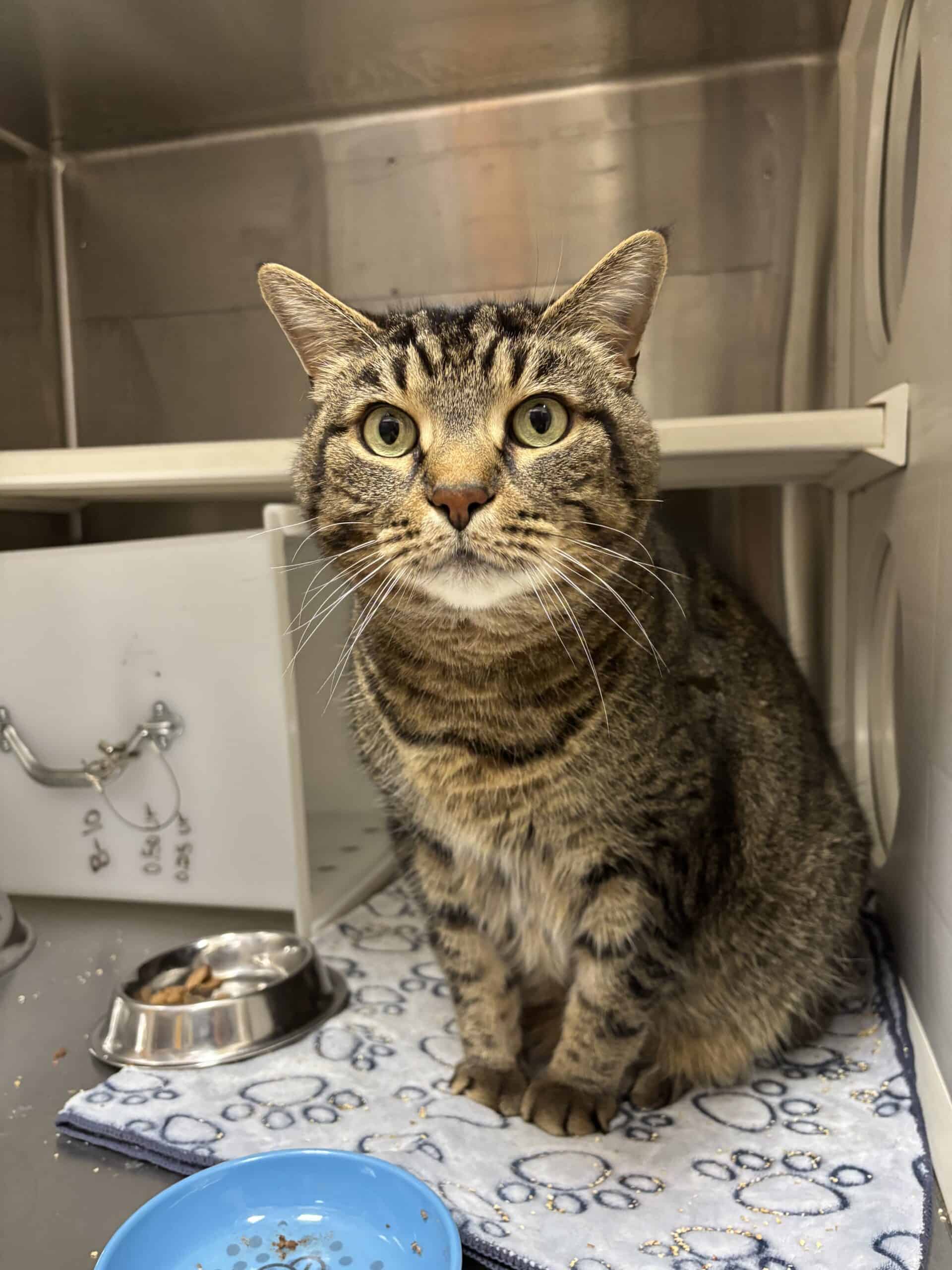 Balou - Domestic Short Hair cat available for adoption at Proanima in Boucherville