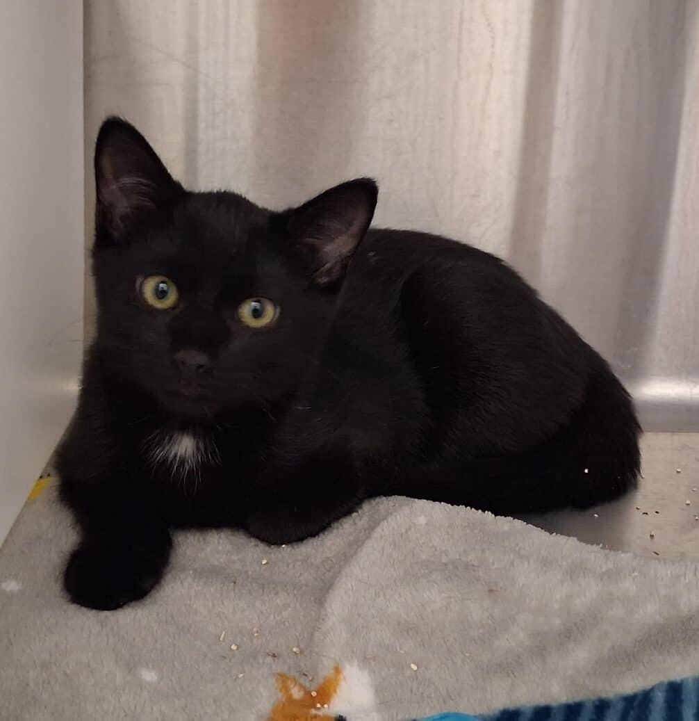 Batman - Domestic Short Hair cat available for adoption at Proanima in Boucherville