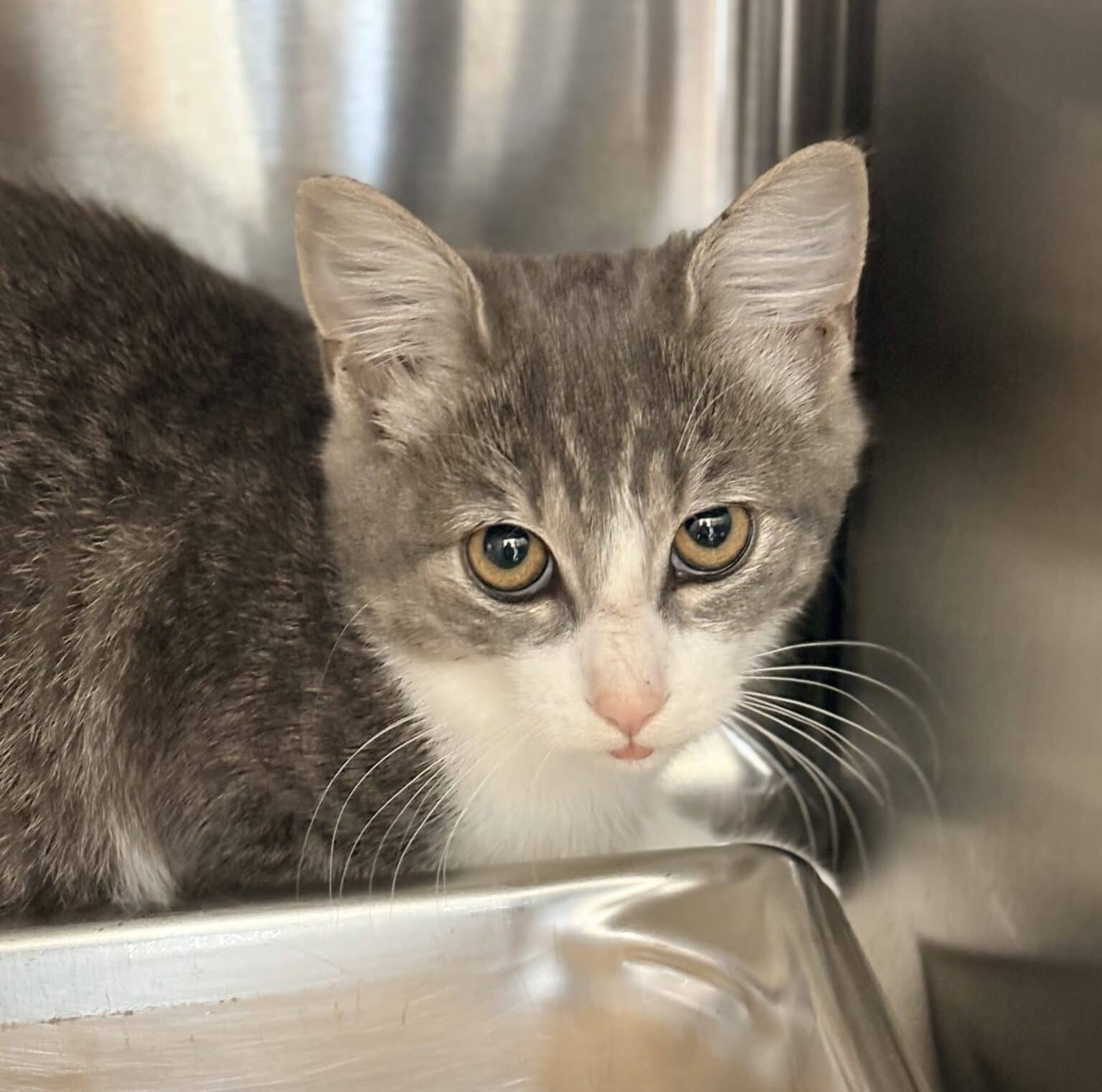 Bulli - Tabby cat available for adoption at Proanima in Boucherville