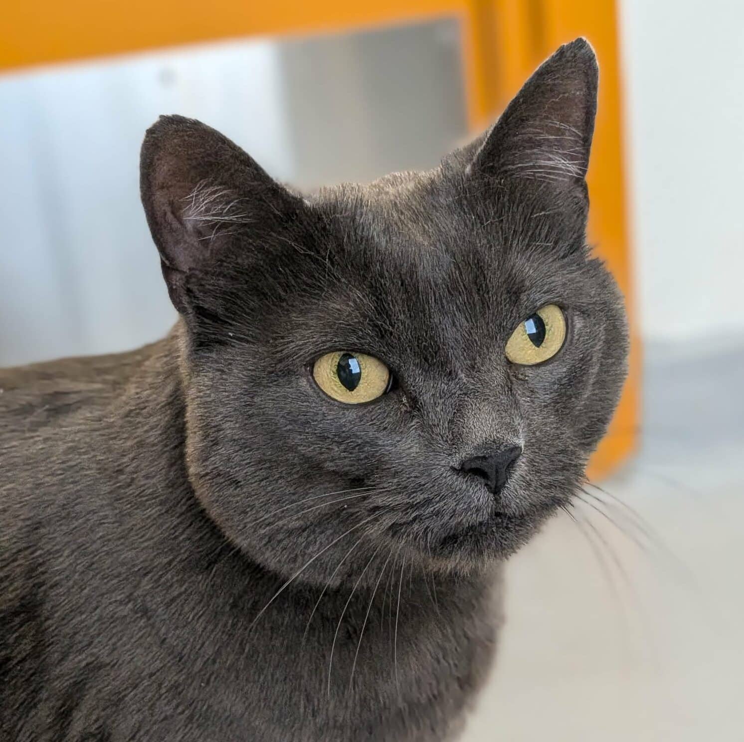 Grisou - Domestic Short Hair available for adoption