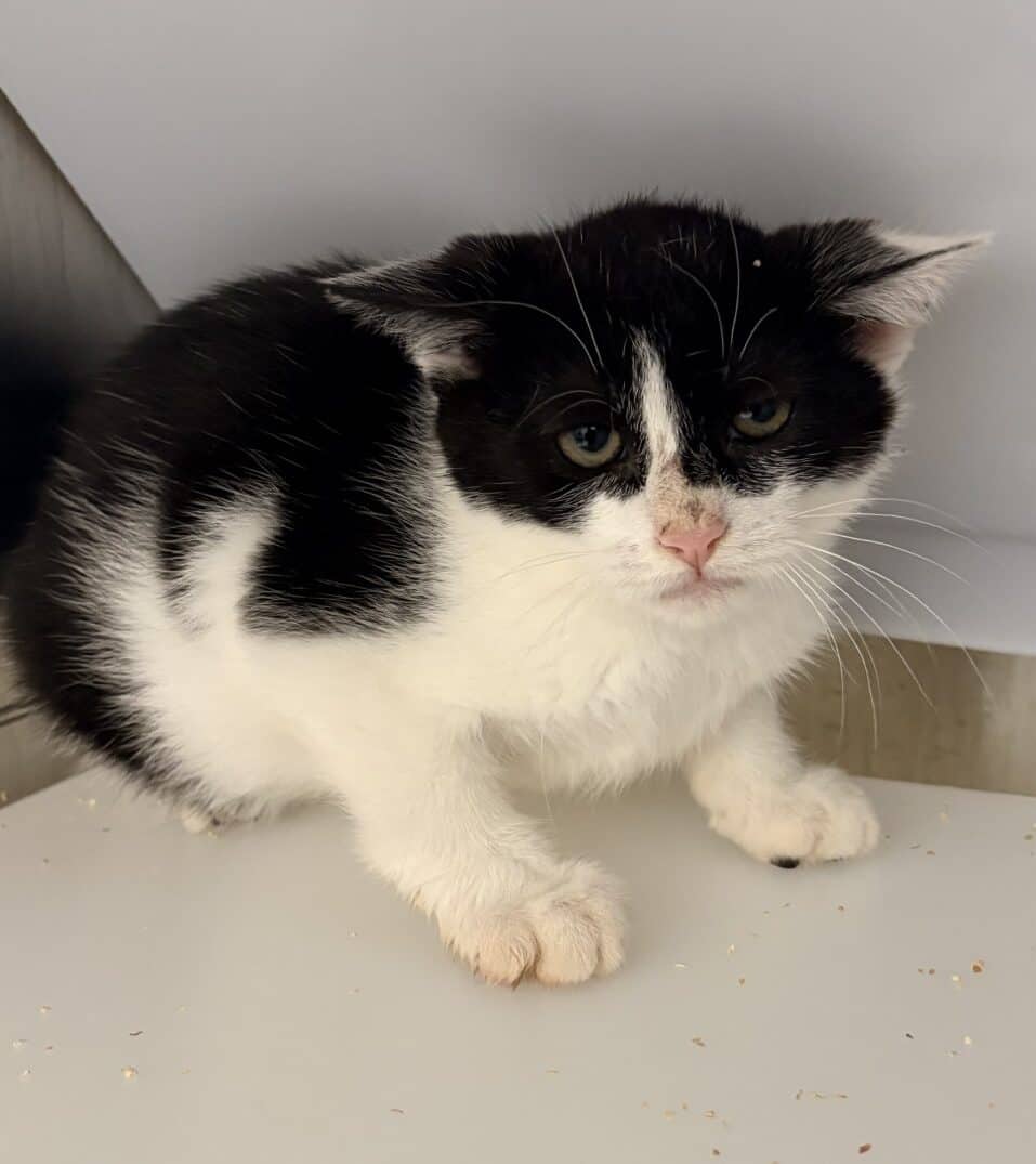 Haribo - Domestic Short Hair cat available for adoption at Proanima in Boucherville