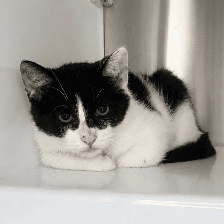 Haribo - Domestic Short Hair available for adoption