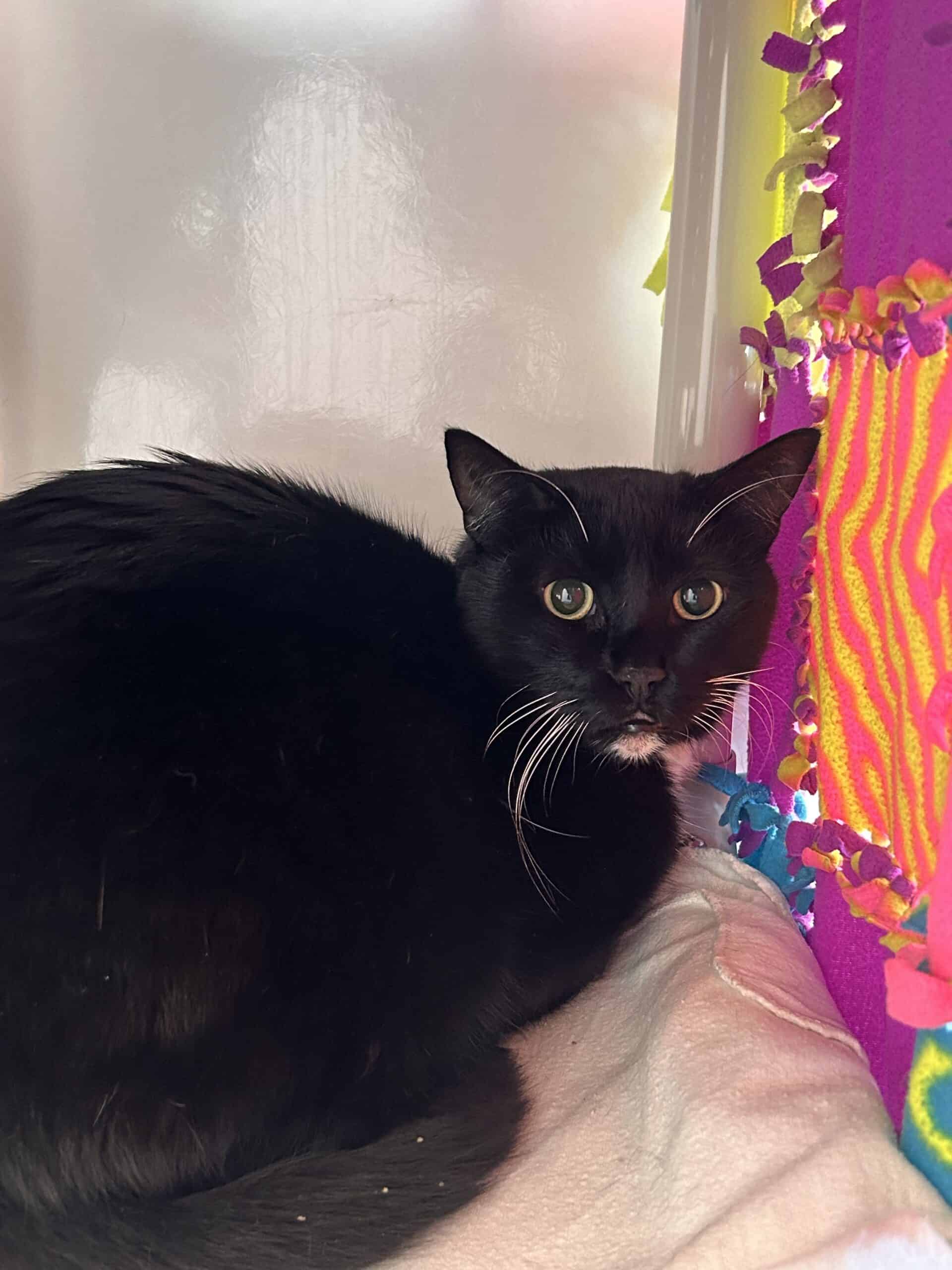 Alfie - Domestic Short Hair cat available for adoption at Proanima in Montreal