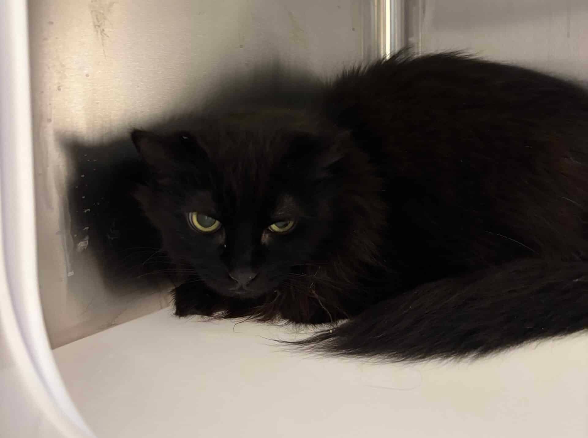 Geo - Domestic Short Hair available for adoption