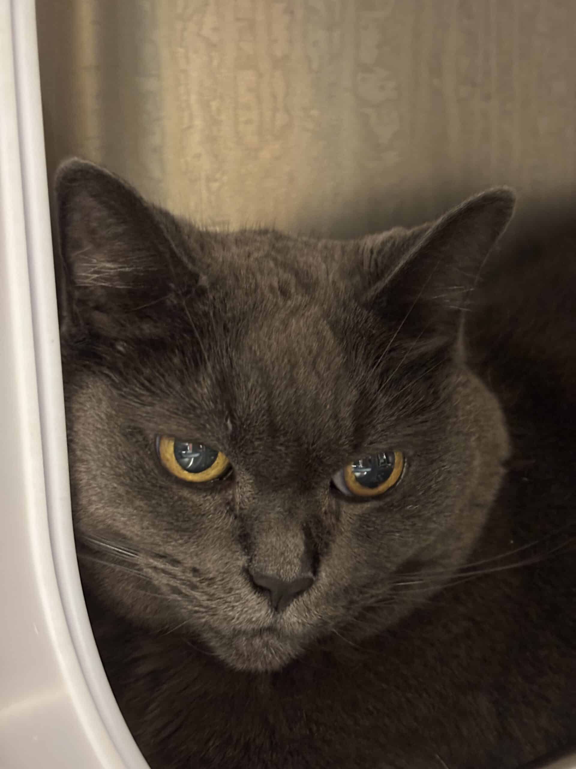Poupoune - Domestic Short Hair cat available for adoption at Proanima in Boucherville