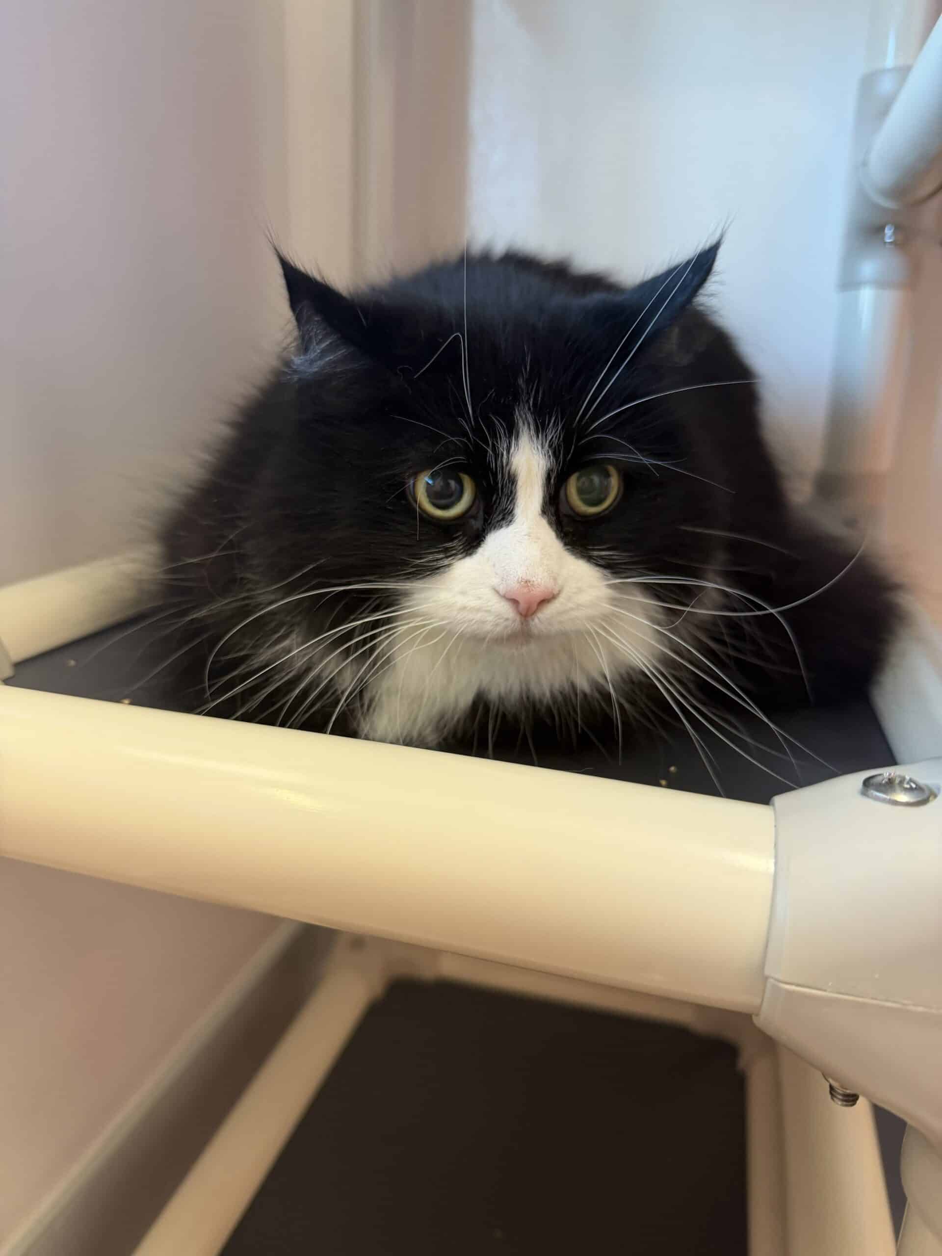 Choupinette - Domestic Short Hair cat available for adoption at Proanima in Montreal