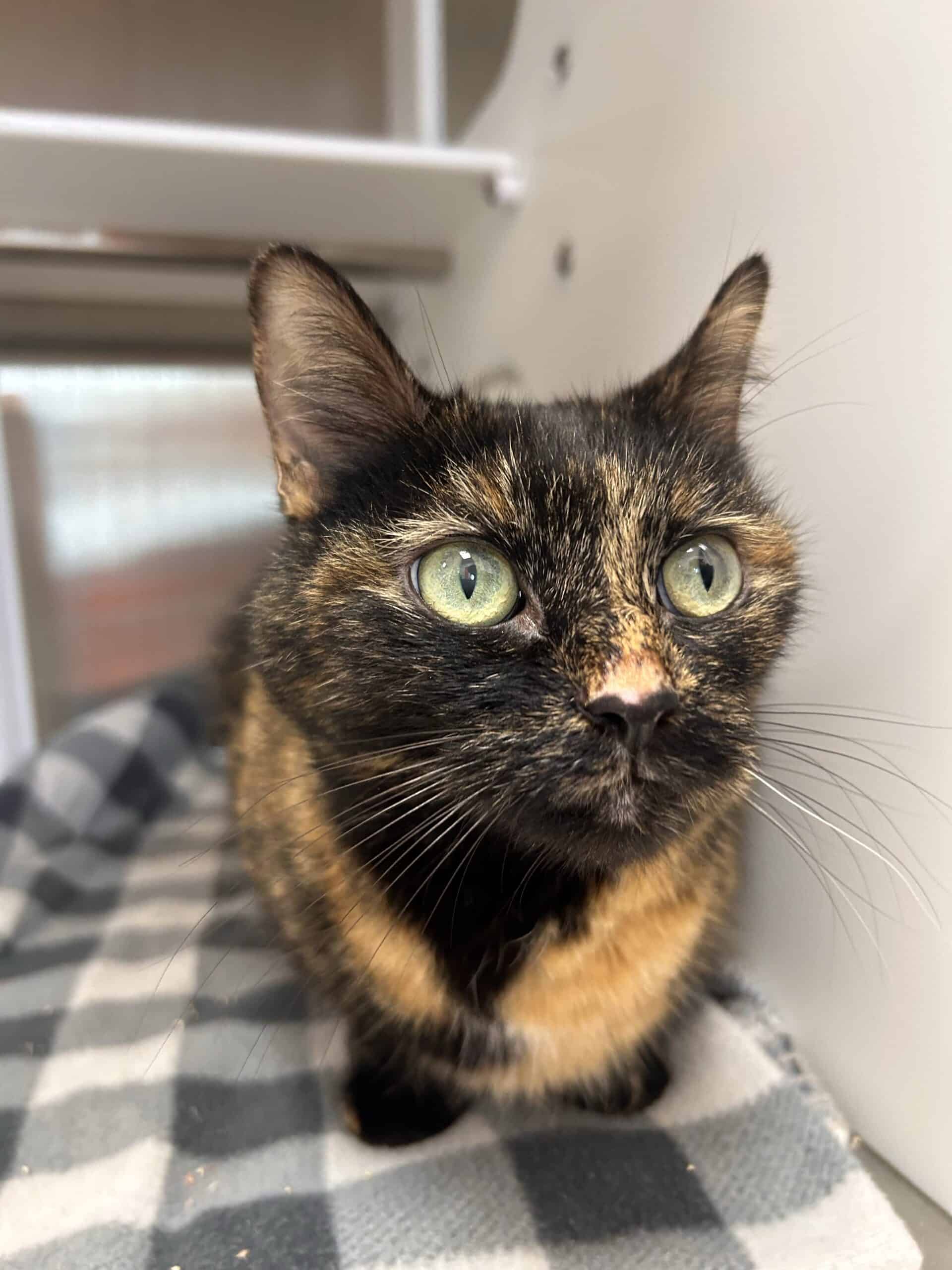 Nala - Tortoiseshell cat available for adoption at Proanima in Montreal