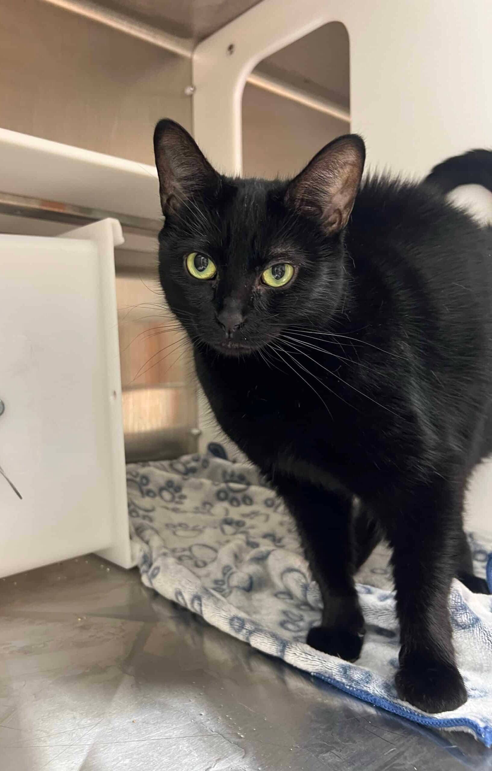 Meimei - Domestic Short Hair cat available for adoption at Proanima in Montreal