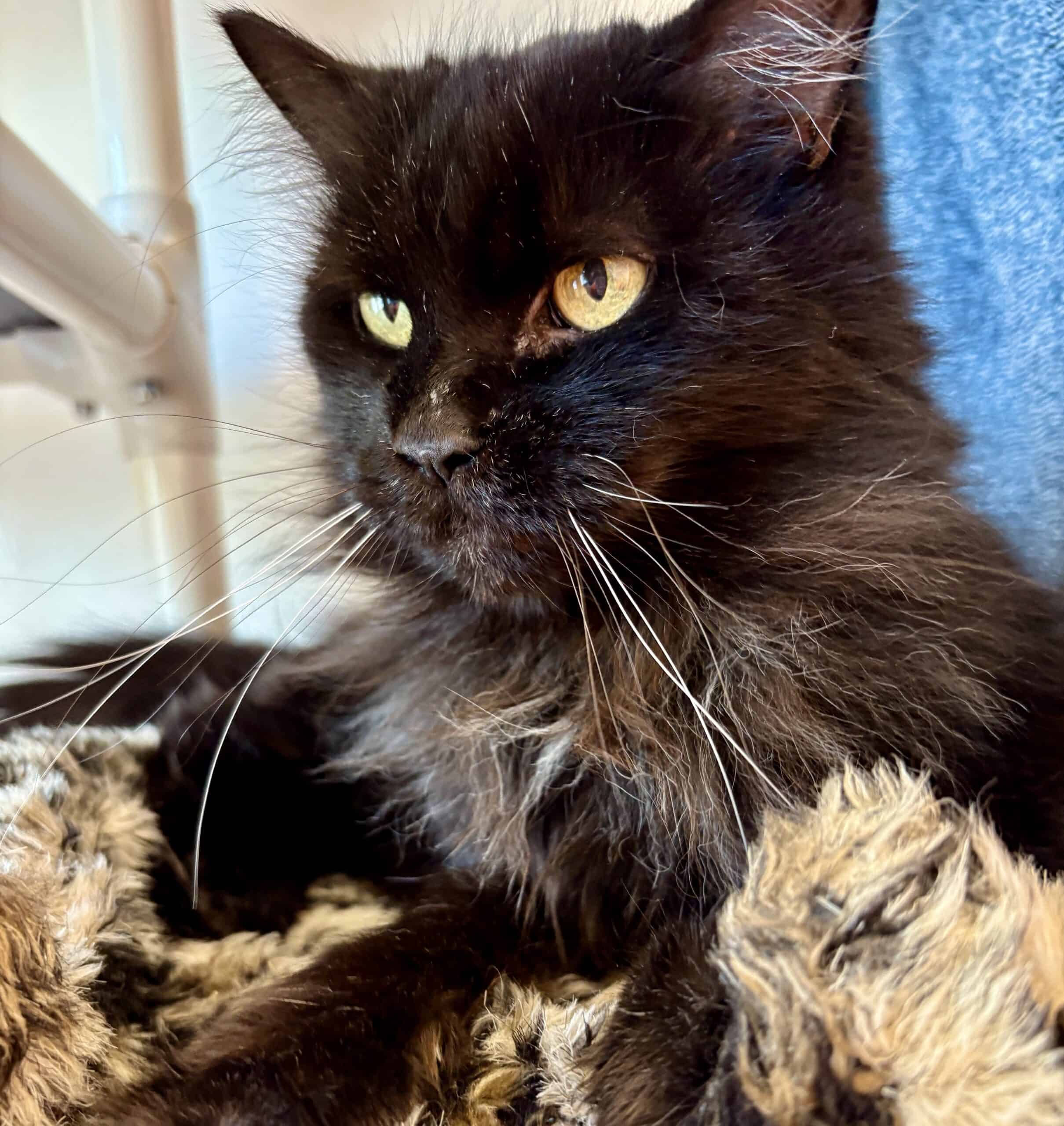 Bagera - Domestic Short Hair cat available for adoption at Proanima in Montreal