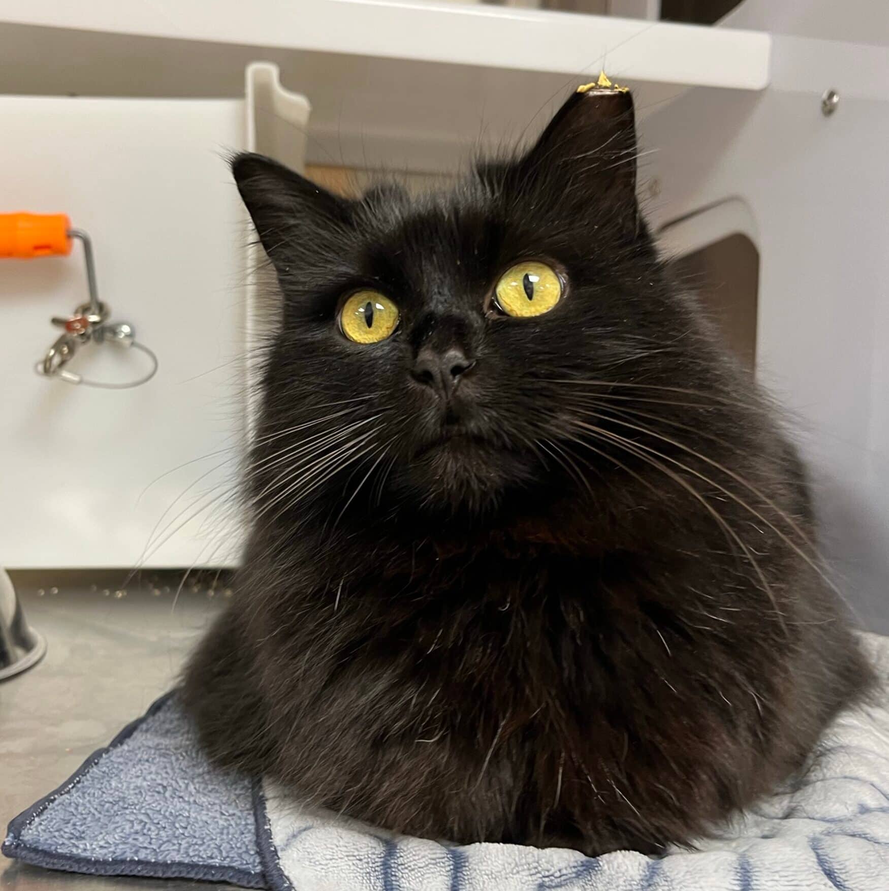 Grisette - Domestic Short Hair cat available for adoption at Proanima in Boucherville