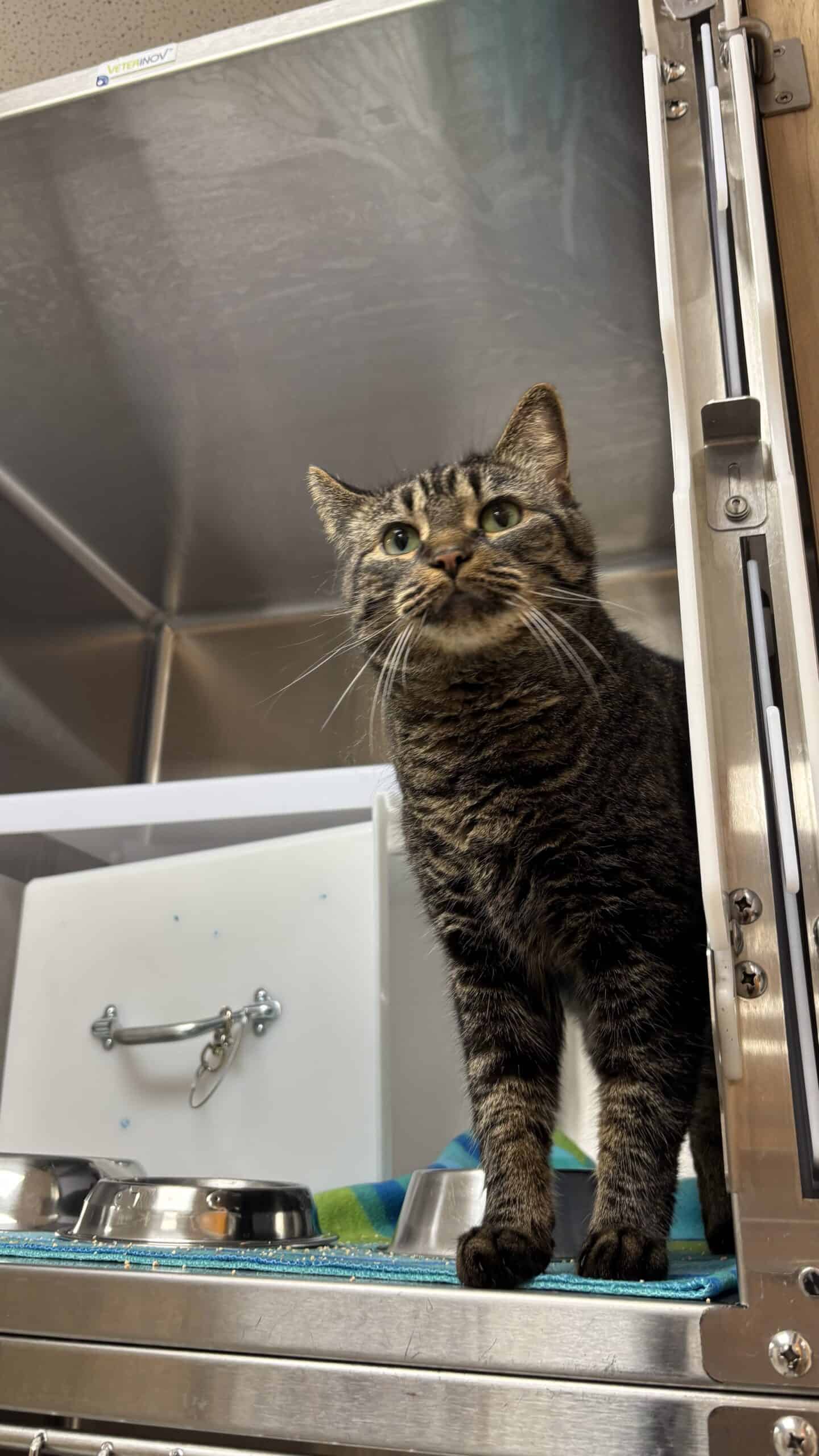 Billie - Domestic Short Hair cat available for adoption at Proanima in Boucherville