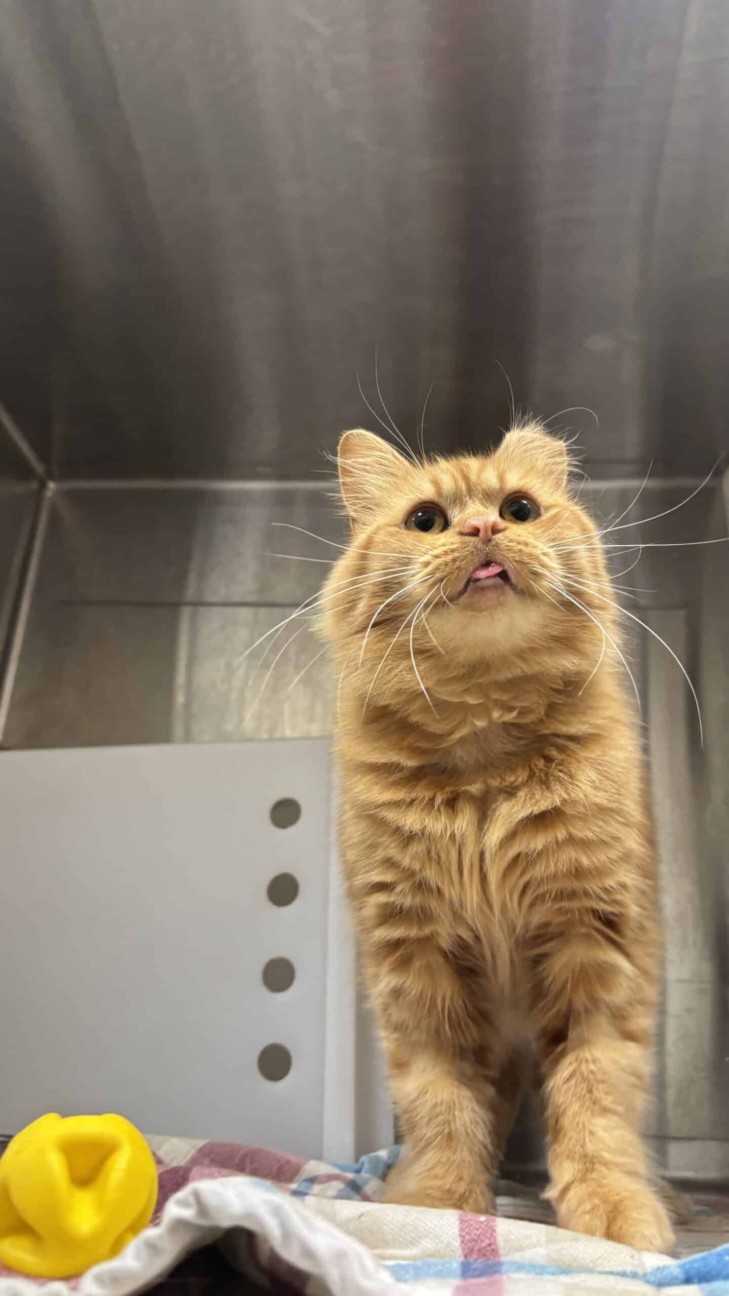 Frank Gallagher - Domestic Short Hair available for adoption