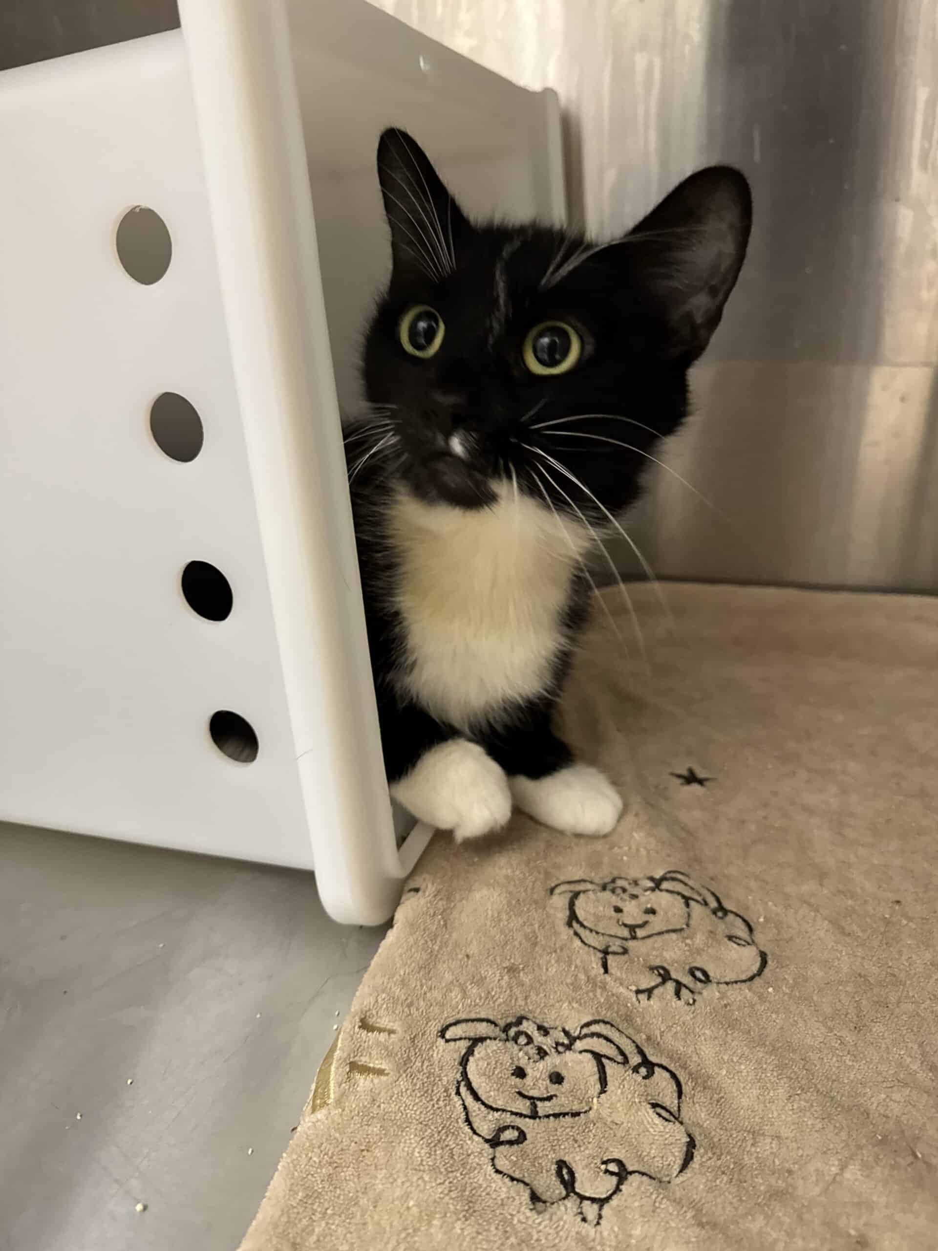 Mysie - Domestic Short Hair available for adoption