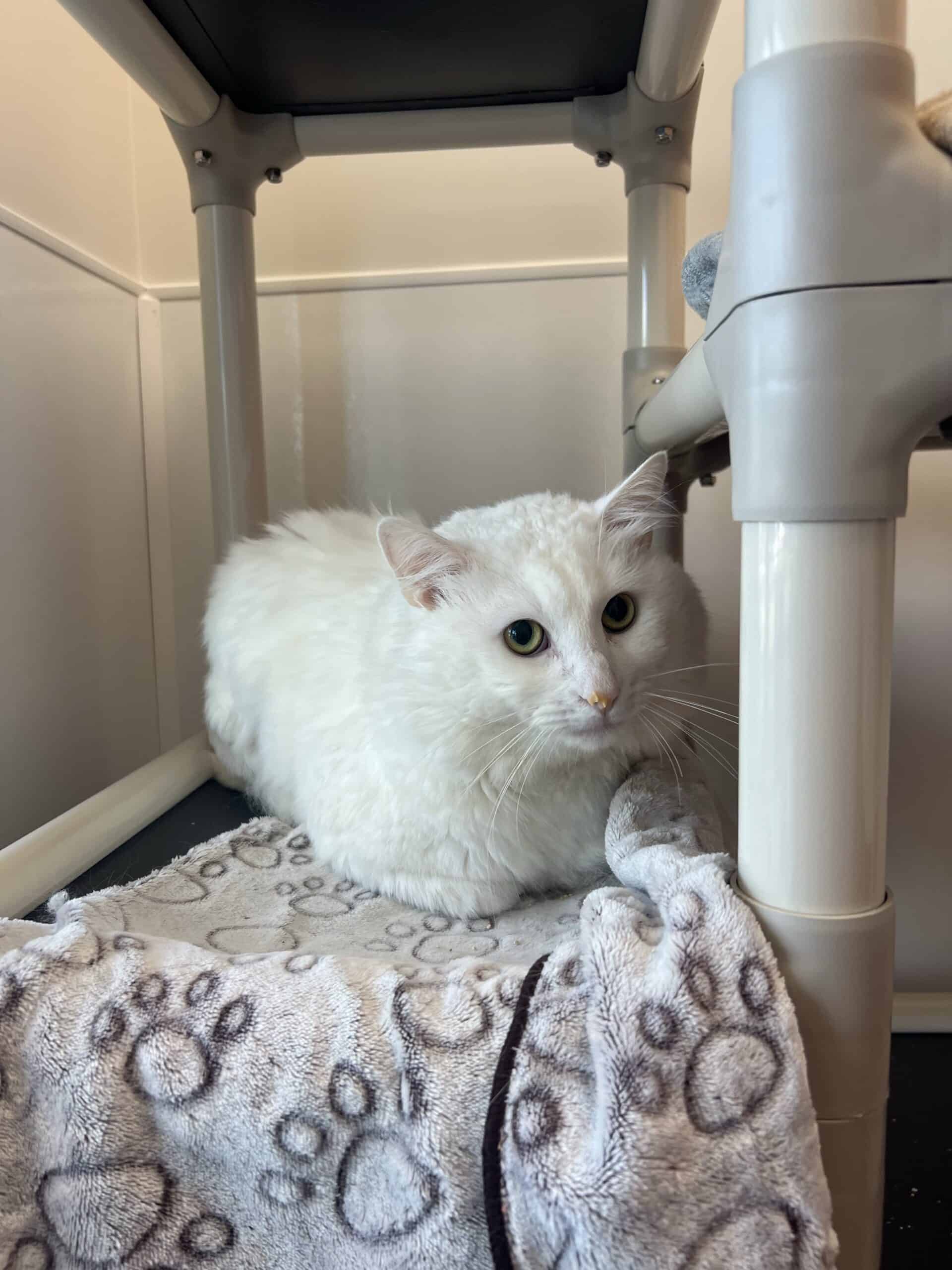 Neige - Domestic Short Hair cat available for adoption at Proanima in Montreal