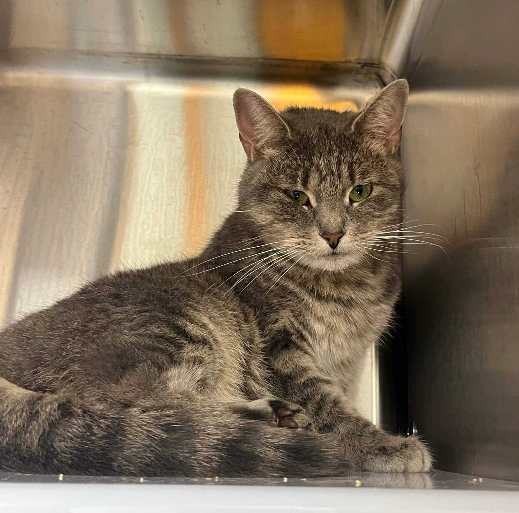Plutonium - Domestic Short Hair cat available for adoption at Proanima in Boucherville