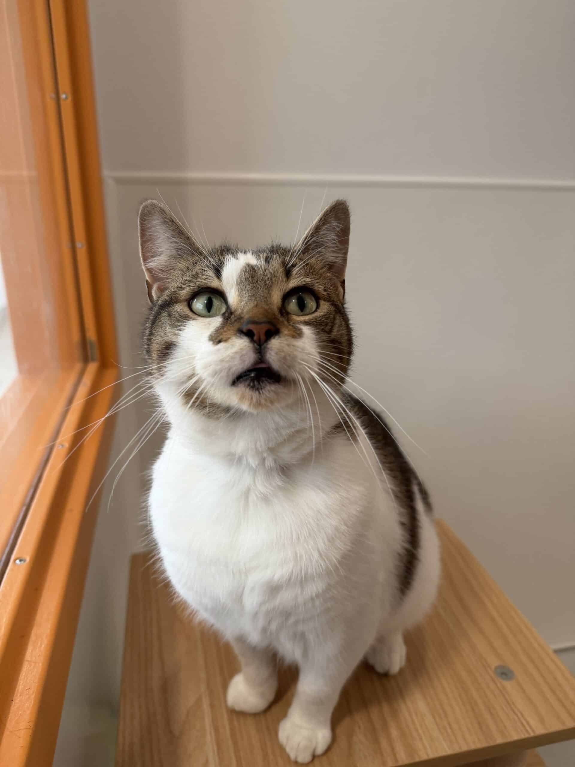Mona - Domestic Short Hair cat available for adoption at Proanima in Boucherville